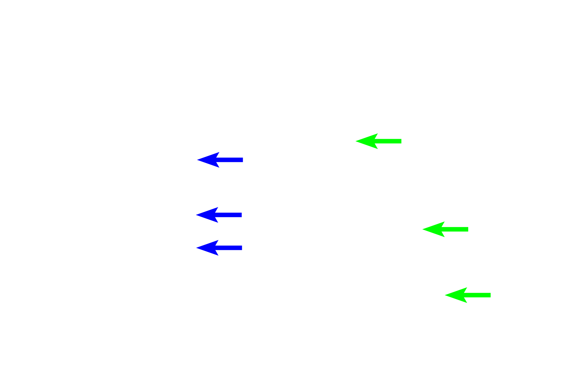 Ascending thick limb <p>Components of the nephron in the convoluted portions of the cortex include Bowman’s capsule (surrounding the glomerulus), proximal convoluted tubule and distal convoluted tubule.  The portions of the nephron in the medullary ray are the proximal straight tubule (descending thick limb of the loop of Henle) and the distal straight tubule (ascending thick limb of the loop of Henle).  200x</p>
