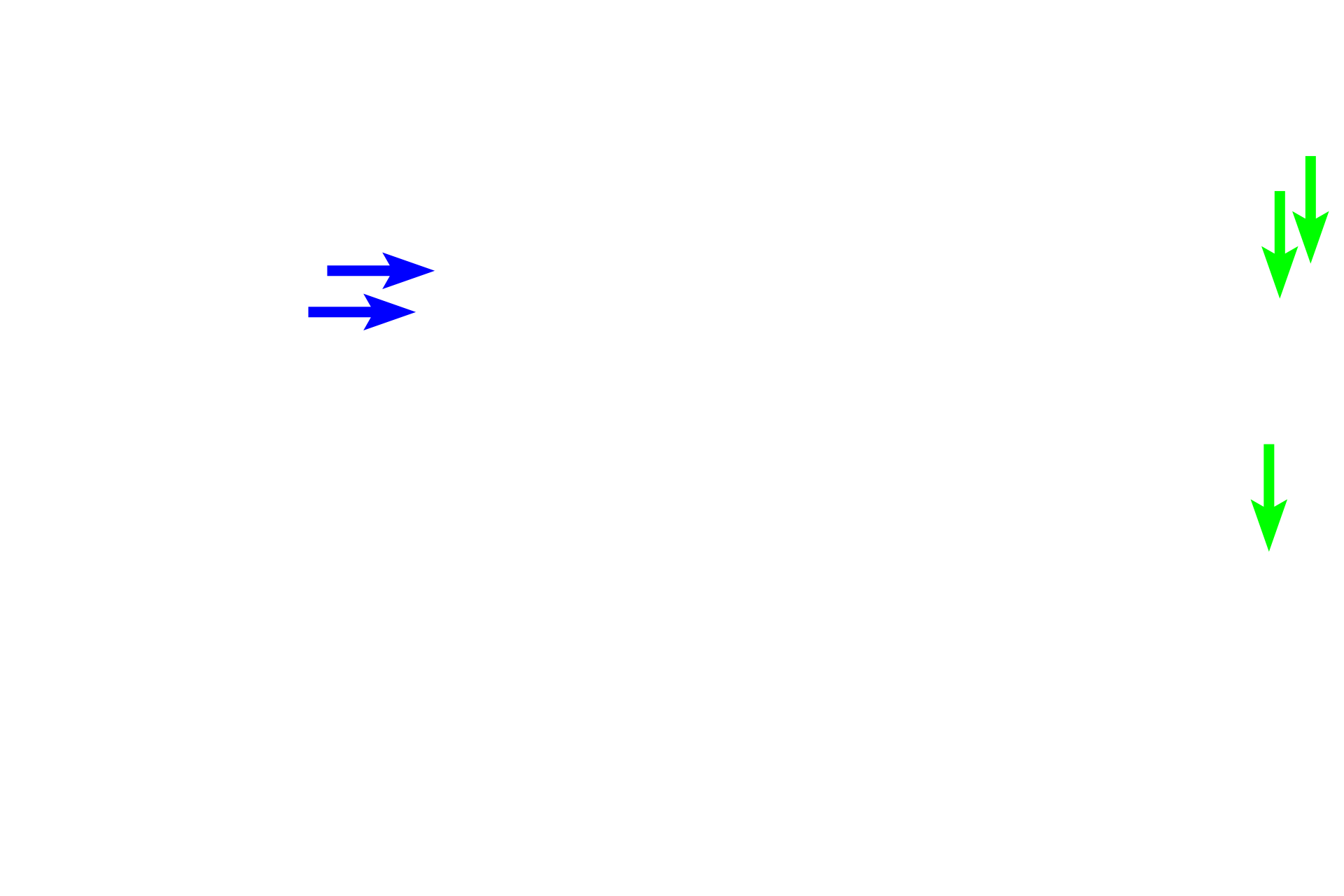 Distal convoluted tubules <p>Components of the nephron in the convoluted portions of the cortex include Bowman’s capsule (surrounding the glomerulus), proximal convoluted tubule and distal convoluted tubule.  The portions of the nephron in the medullary ray are the proximal straight tubule (descending thick limb of the loop of Henle) and the distal straight tubule (ascending thick limb of the loop of Henle).  200x</p>
