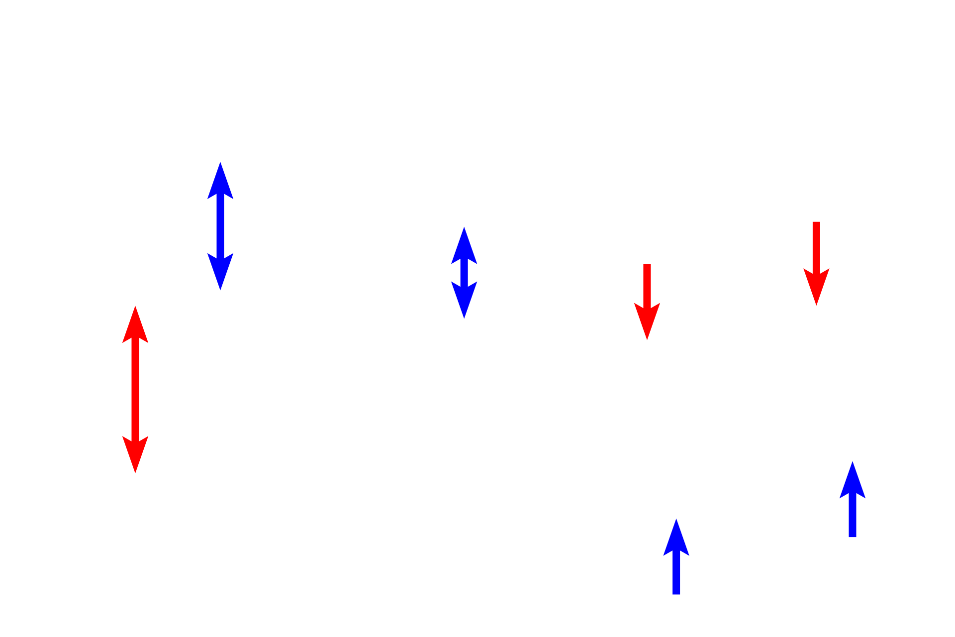 Distal tubules > <p>Distal tubules, ascending thick limb (blue arrows) and distal convoluted tubules (red arrows) are also lined by a simple cuboidal epithelium. The epithelium lacks a brush border and varies in height depending on the tubule type, with the convoluted tubule have a shorter epithelium.  Additionally, epithelial nuclei are often irregularly spaced around and frequently bulge into the lumen, particularly when the epithelium is short.</p>
