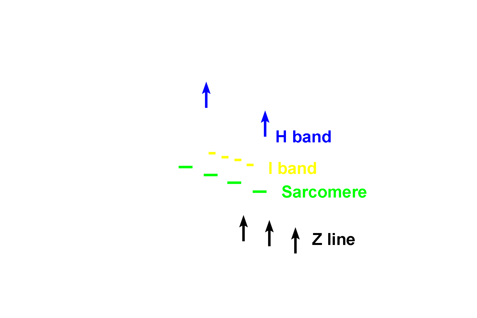 All bands >  <p>The banding pattern of striated muscle results from the very regular overlap of myofilaments within each myofibril. Adjacent myofibrils are arranged in register, such that the banding pattern of individual myofibrils is aligned with adjacent myofibrils across the entire muscle fiber. This organization produces the striated appearance in both skeletal and cardiac muscle fibers.</p>
