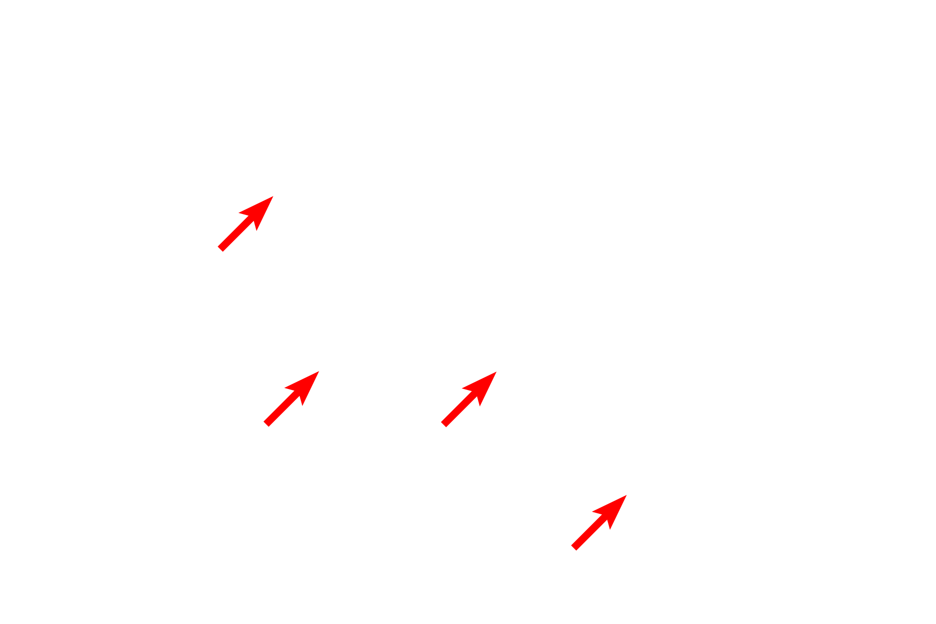  - Nissl bodies <p>Because this is a section of developing rat spinal cord, some of the oligodendrocytes are still immature (red arrows).  In these cells, the nuclei are larger and more euchromatic and the cytoplasm is more extensive than that in the more mature oligodendrocytes (yellow arrows).  Also visible are the pale-staining nuclei of astrocytes.</p>
