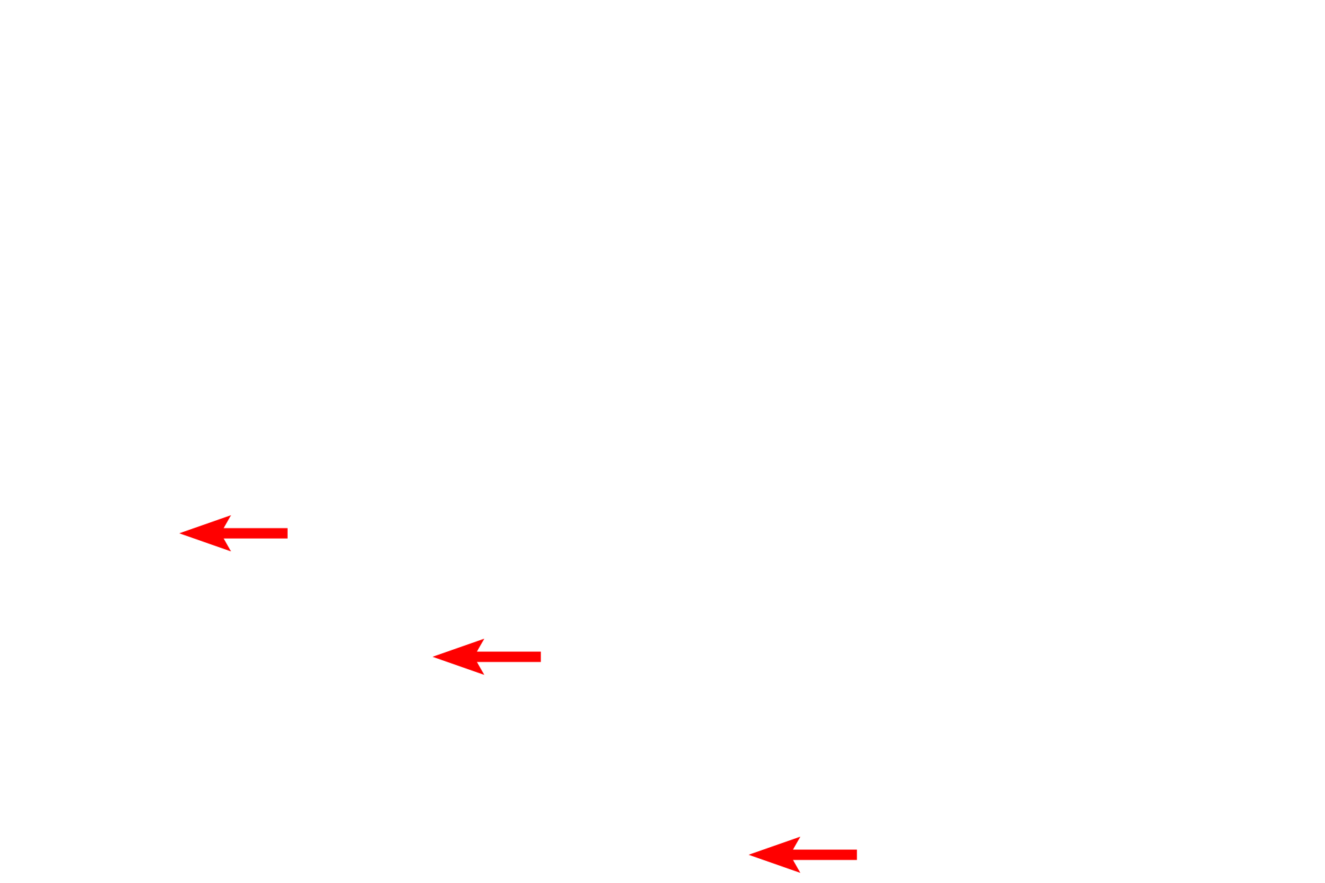  - Stratum basale <p>The epidermis is a stratified squamous keratinized epithelium composed mostly of keratinocytes arranged in multiple strata.  Cell proliferation, occurring mostly in the basal layer, pushes cells upward, undergoing keratinization and cornification to produce flattened, scale-like cells that are shed from the surface.  This epithelium is specialized to provide protection against physical trauma and desiccation, and presents a barrier to infectious agents. Toluidine blue stain, 1000x</p>
