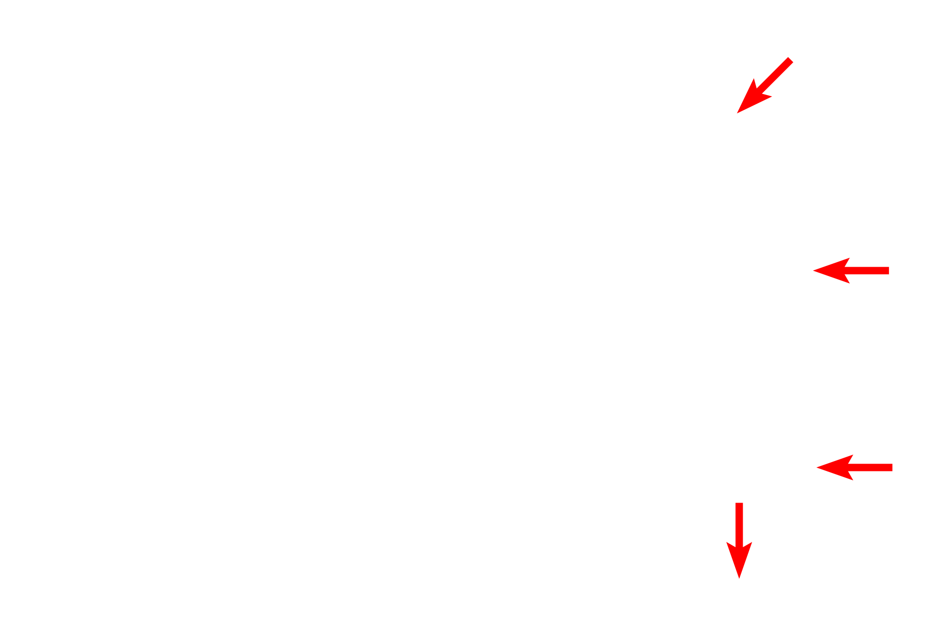 Optical path > <p>From its source in the base, light is reflected upwards and concentrated by the substage condenser lens.  The light passes through the tissue section mounted on a glass slide placed on the stage.  The light then passes into the objective lens, after which is it reflected to ocular lens.  The final magnification is the product of the two lens magnifications. </p>
