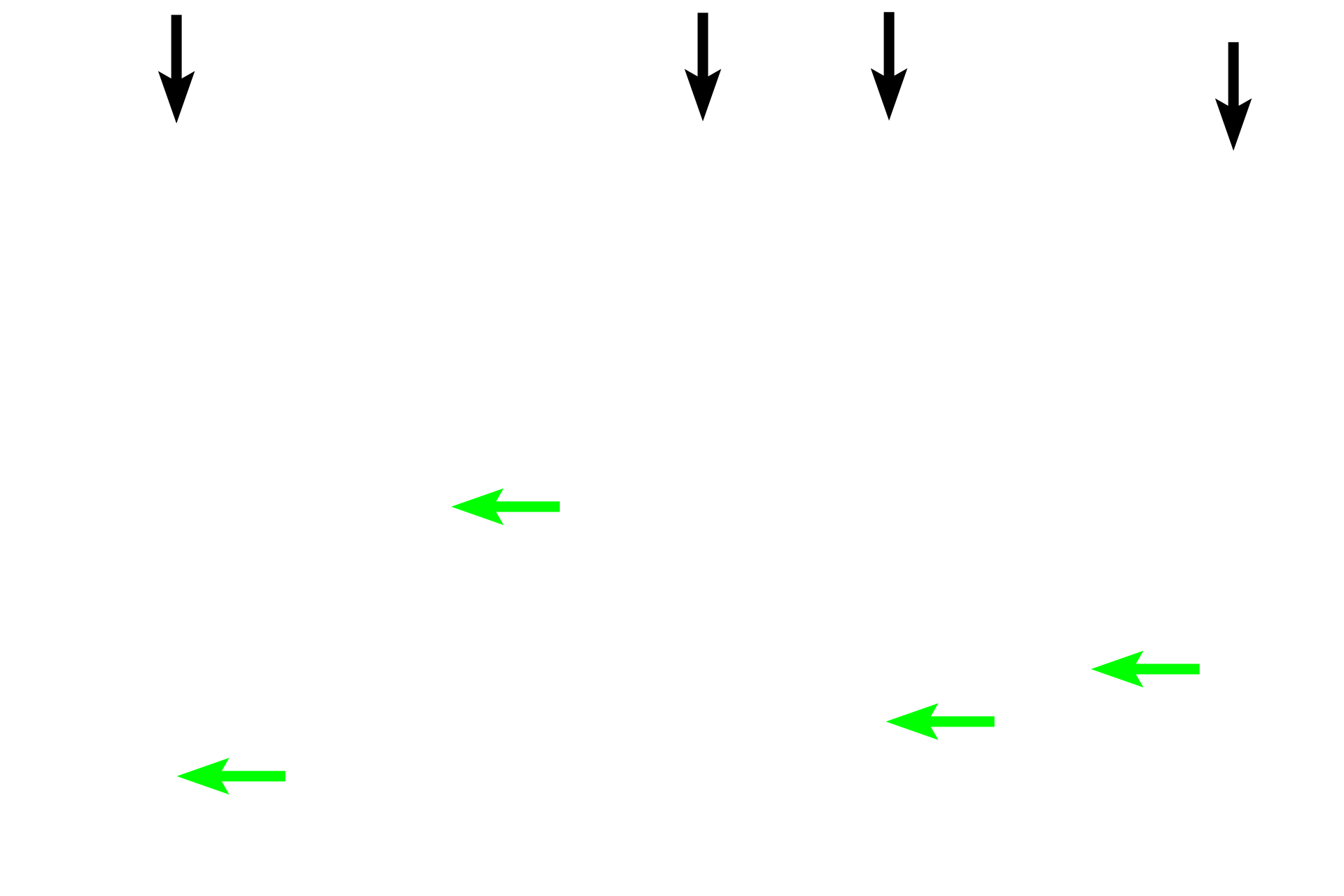 Parenchyma > <p>In the mucosa of these two organs, the surface epithelium (black arrows) and glands (green arrows) form the parenchyma.</p>
