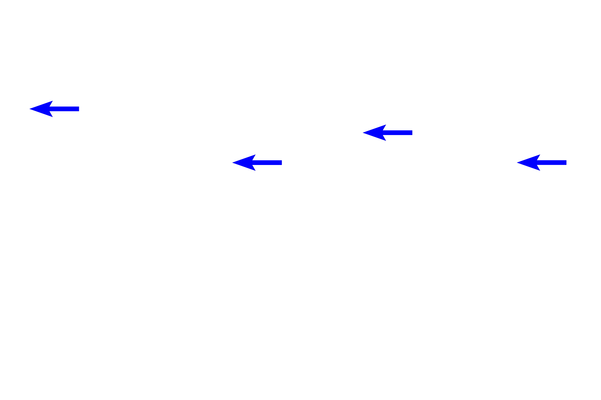 Stratum granulosum <p>These images compare light (l) and dark (r) skin.  In dark skin, the cells of the stratum basale contain much more melanin pigment than those in light skin.  While the amount of melanin varies between skin types, the number of melanocytes is similar.  700x</p>
