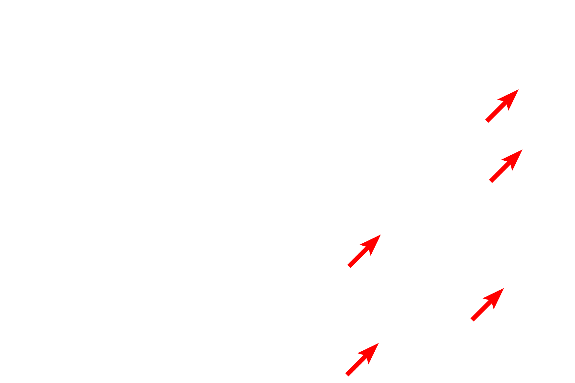 Supporting cells <p>Nervous tissue, with abundant cells and minimal extracellular matrix, is composed of nerve cells (neurons) and their supporting cells. Neurons are specialized to conduct electrical impulses, convey sensory stimuli from the environment, and produce appropriate motor responses. Additionally, nervous tissue provides integration and storage of information.</p>
