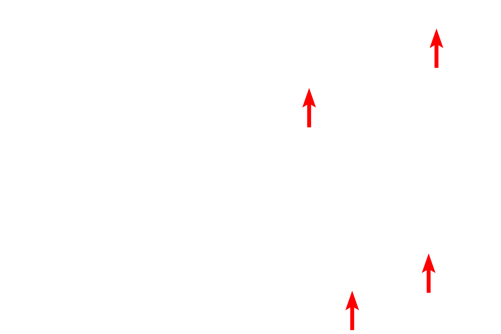 Nerve cell processes <p>Nervous tissue, with abundant cells and minimal extracellular matrix, is composed of nerve cells (neurons) and their supporting cells. Neurons are specialized to conduct electrical impulses, convey sensory stimuli from the environment, and produce appropriate motor responses. Additionally, nervous tissue provides integration and storage of information.</p>
