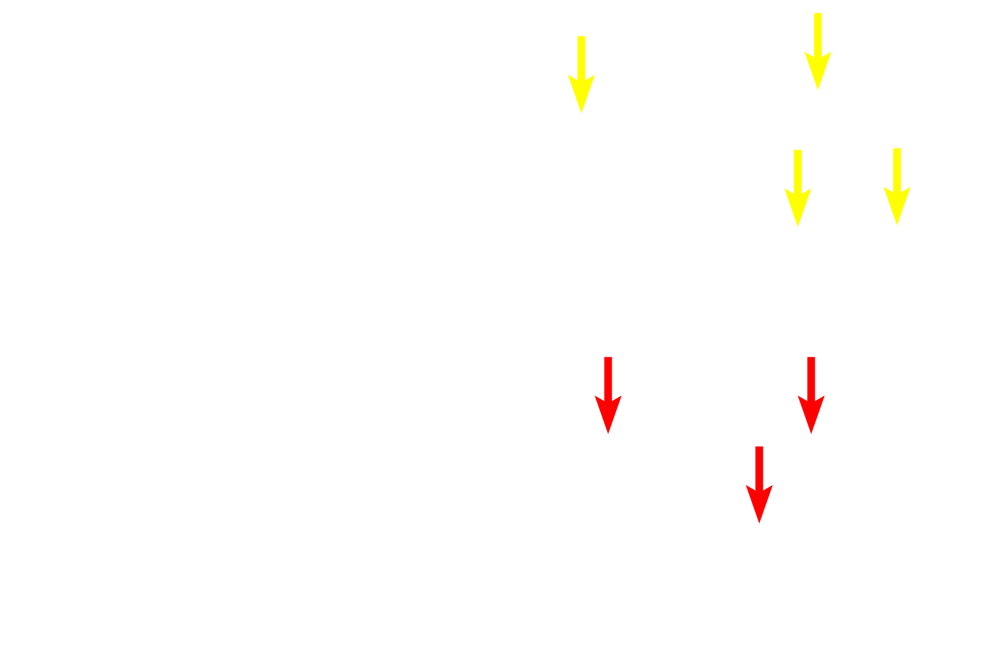  - Cells <p>Connective tissues possess cells and an abundant extracellular matrix.  The matrix, imparting unique functions to this tissue, is composed of ground substance (with the consistency of a liquid, a gel or a flexible rubber) and fibers (providing a framework and strength).  Major connective tissue types include blood, connective tissue proper, cartilage and bone.</p>
