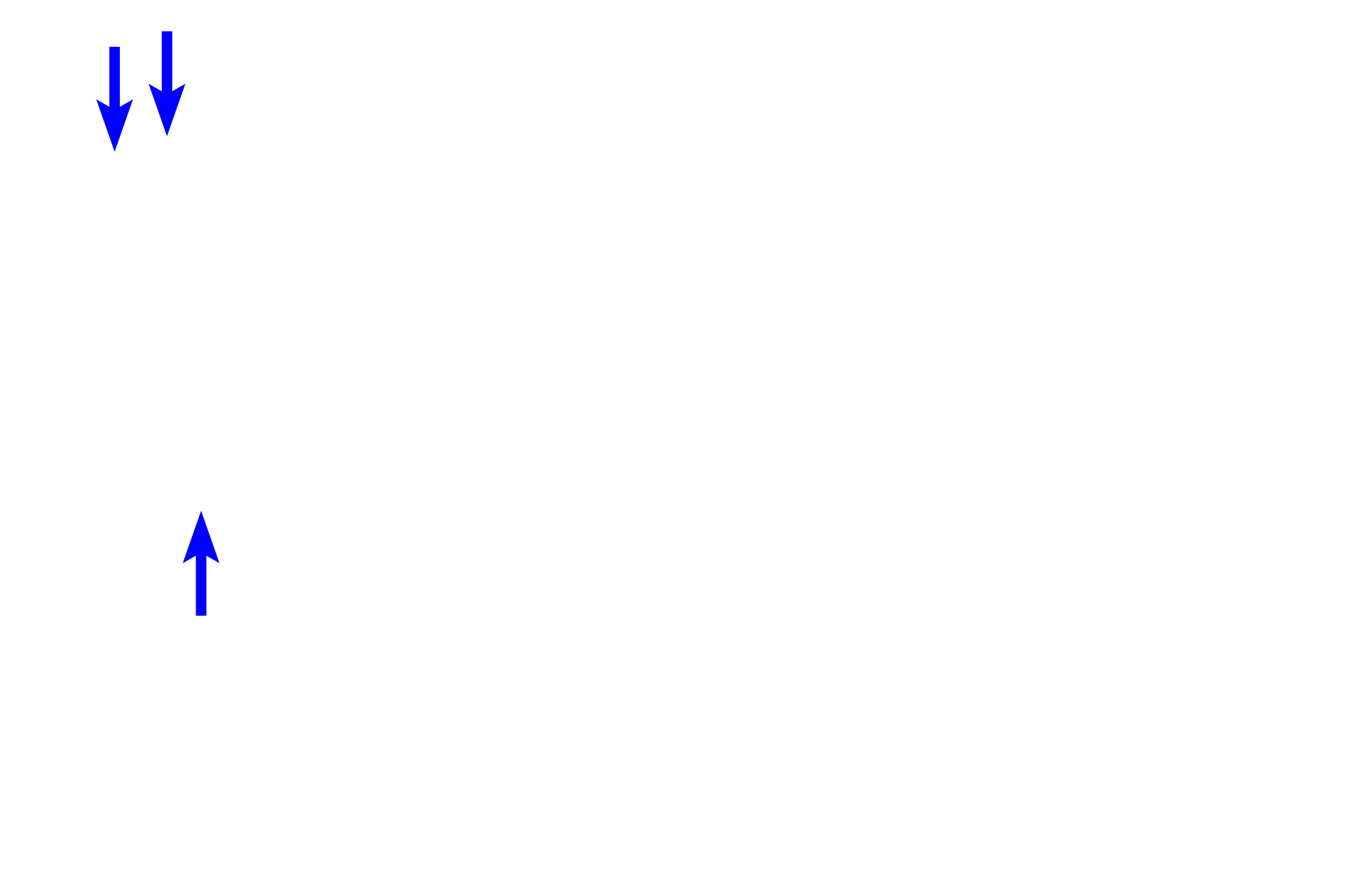  - Endothelial cells <p>The smallest post-capillary venules resemble large-diameter capillaries.  Their thin tunica intima consists of an endothelium and a thin subendothelial layer.  No additional tunics are present.  Accompanying arterioles are also shown. </p>
