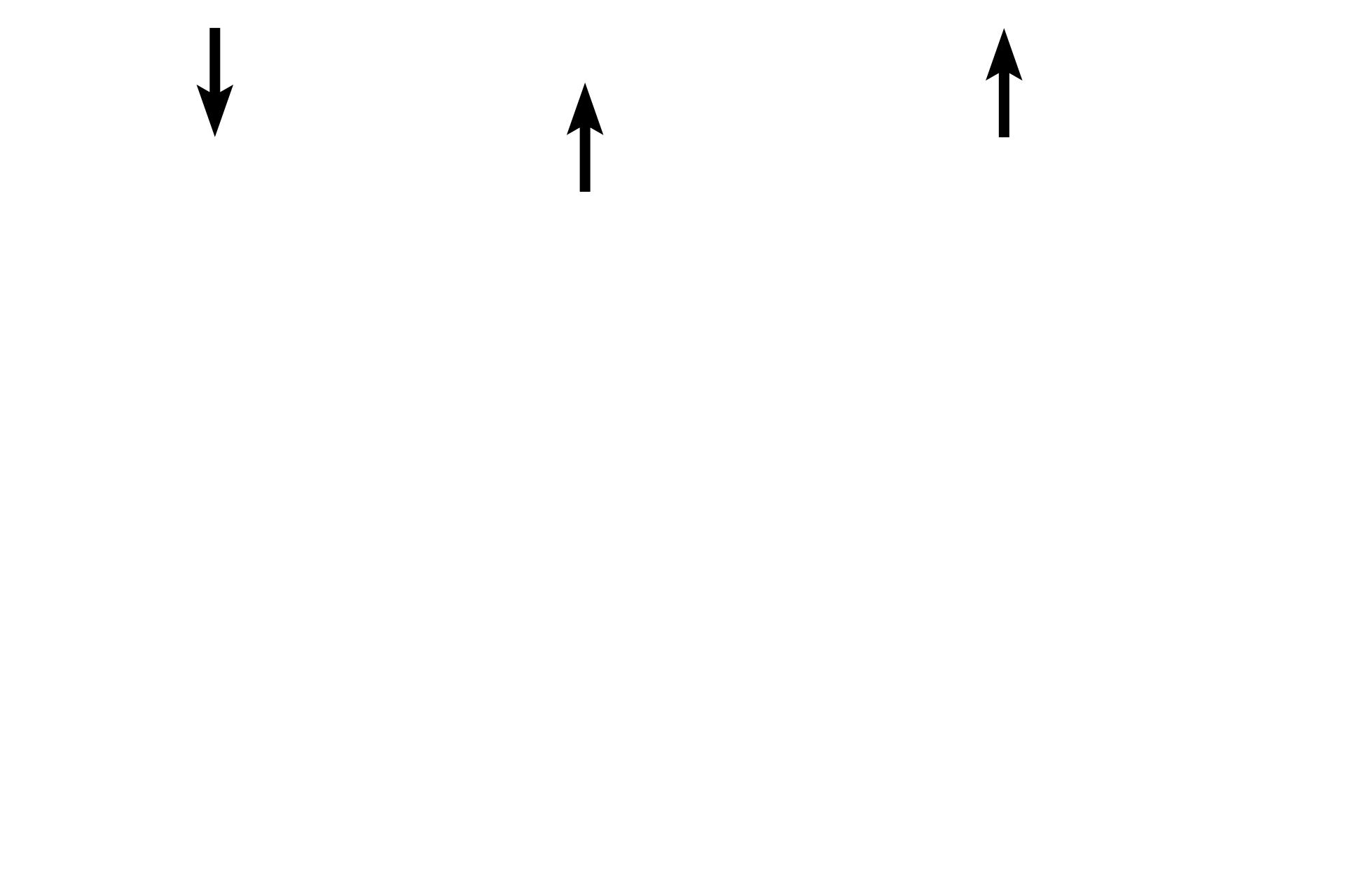  - Endothelium <p>At higher magnification, the components of the three tunics are evident in this H & E stained cross section.  The tunica intima contains smooth muscle in the subendothelial connective tissue.  The tunica media consists of circularly-arranged muscle.  The tunica adventitia contains large amounts of longitudinally-oriented smooth muscle fibers interspersed with connective tissue.  400x</p>
