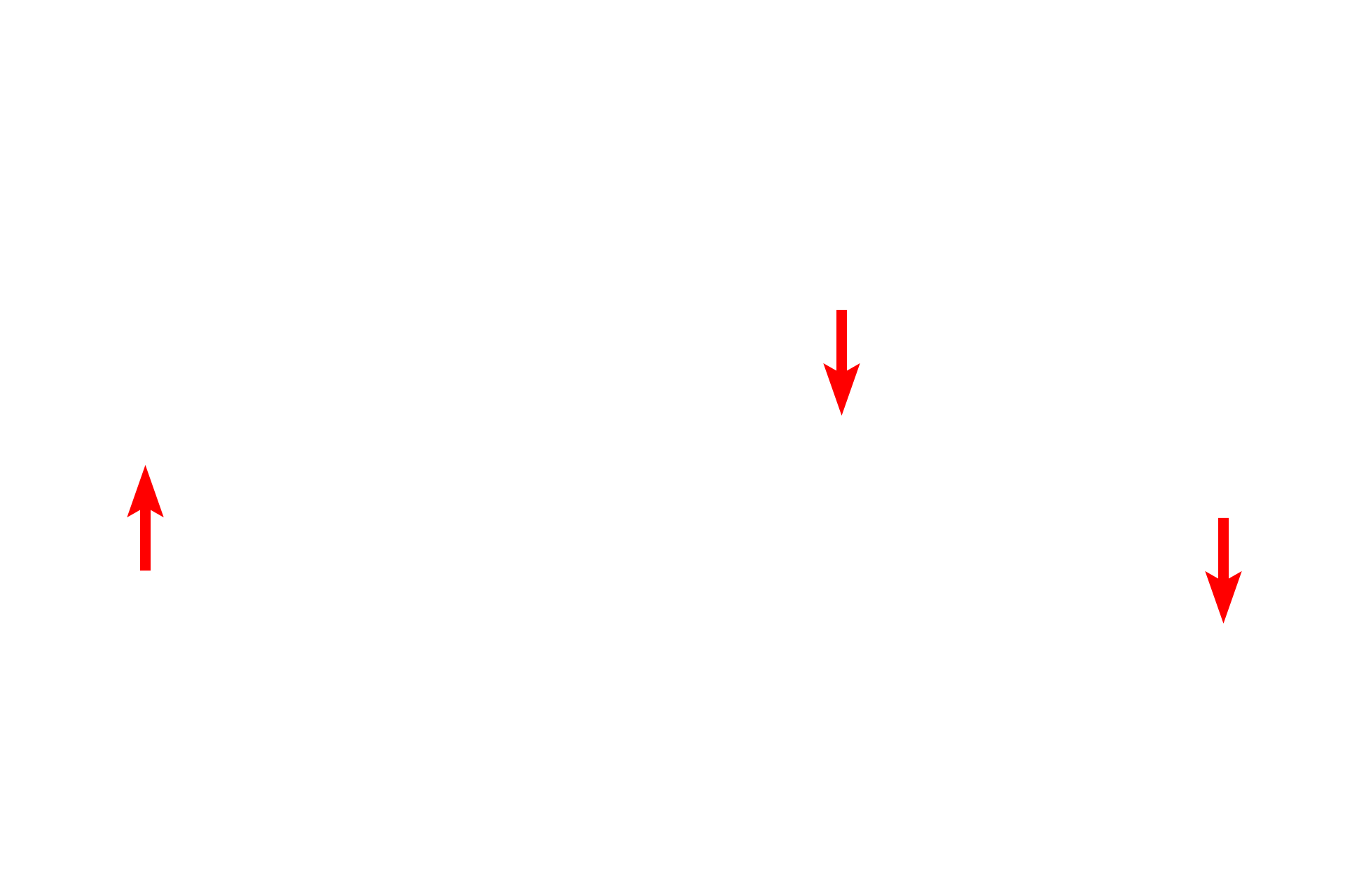 Pericyte processes <p>Post-capillary venules often possess pericytes, multipotential cells with extensive cytoplasmic extensions that extend around the venule.  Pericytes have contractile properties and form gap junctions with endothelial cells, with which they share a basal lamina.  Pericytes also have additional roles in vessel growth and maintenance.  2500x</p>
