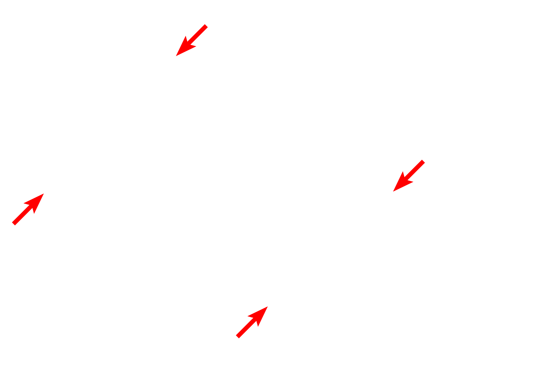 Basal lamina <p>Post-capillary venules often possess pericytes, multipotential cells with extensive cytoplasmic extensions that extend around the venule.  Pericytes have contractile properties and form gap junctions with endothelial cells, with which they share a basal lamina.  Pericytes also have additional roles in vessel growth and maintenance.  2500x</p>
