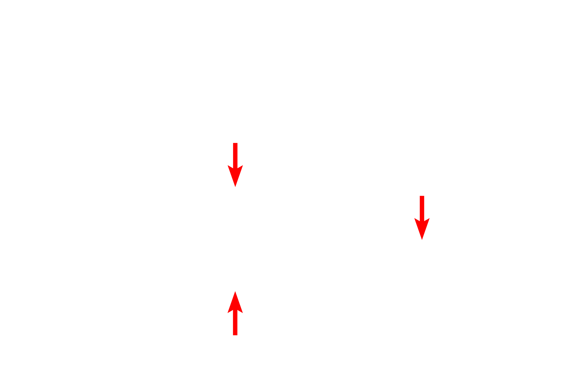 Endothelial cells <p>Post-capillary venules often possess pericytes, multipotential cells with extensive cytoplasmic extensions that extend around the venule.  Pericytes have contractile properties and form gap junctions with endothelial cells, with which they share a basal lamina.  Pericytes also have additional roles in vessel growth and maintenance.  2500x</p>
