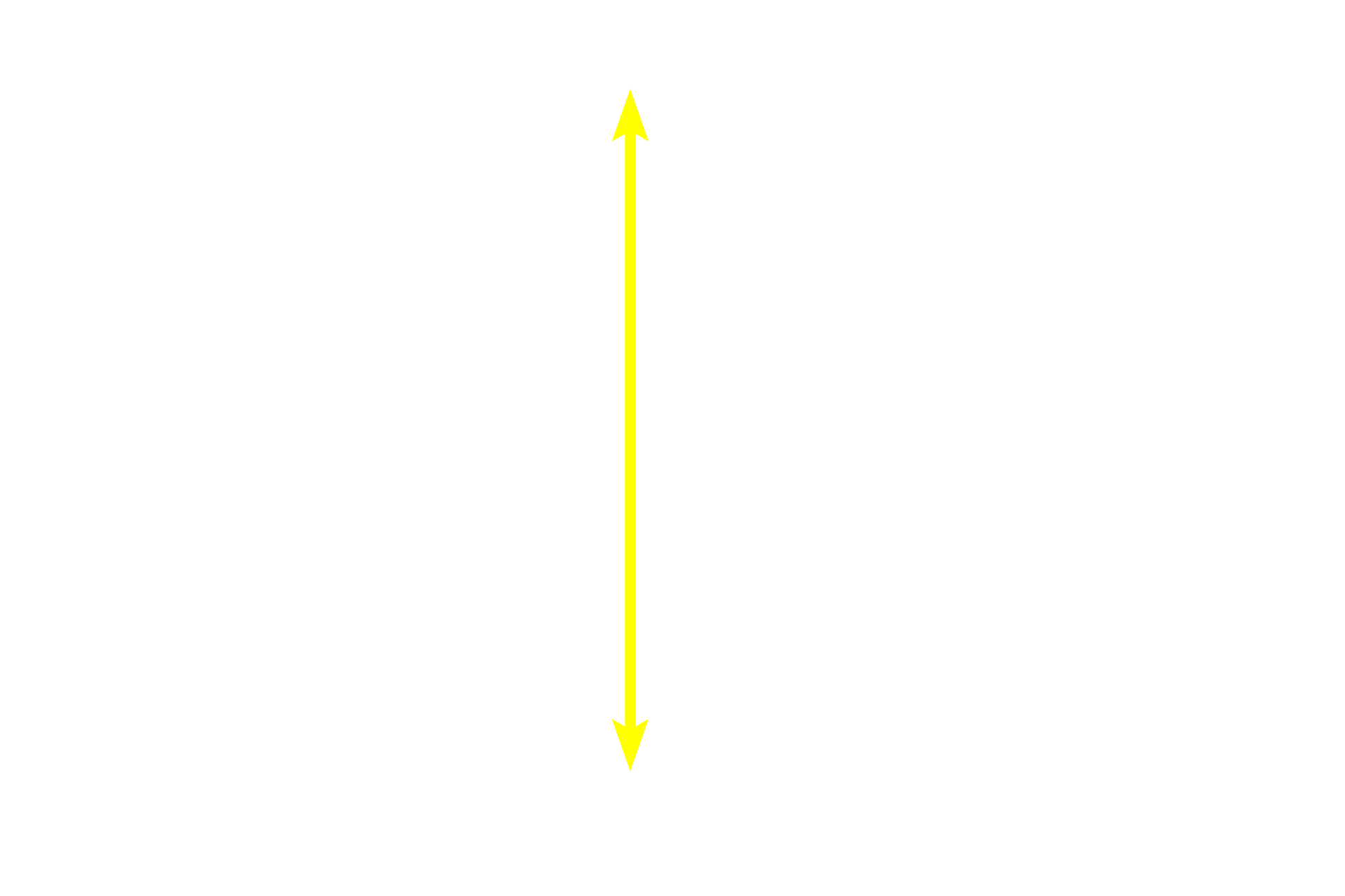 Seminiferous tubule - Convoluted portion <p>The germinal epithelium of the convoluted portions of the seminiferous tubules is composed of Sertoli cells, diploid spermatogonia, primary spermatocytes, haploid secondary spermatocytes and spermatids. 600x</p>
