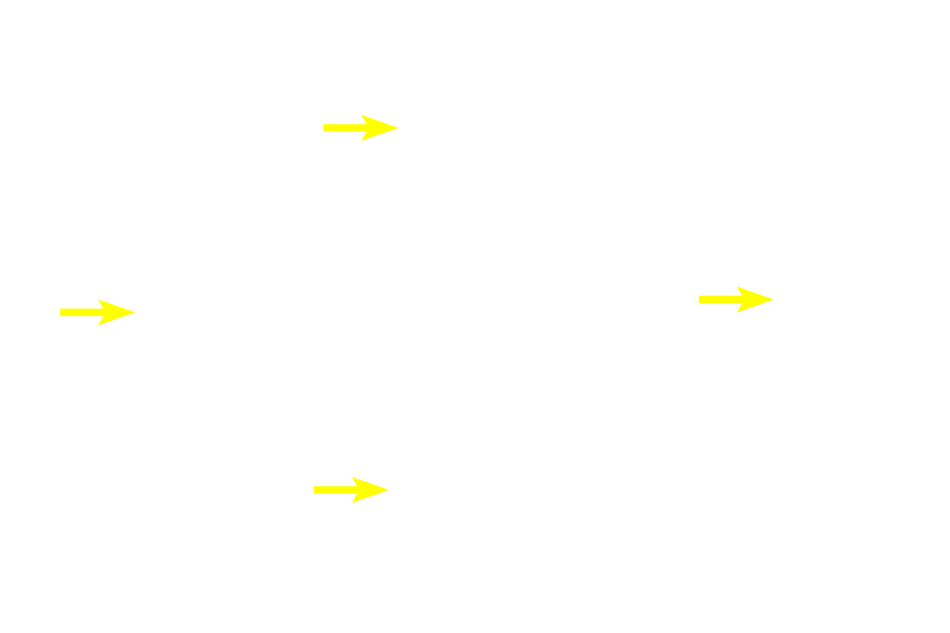 Primary spermatocytes <p>The germinal epithelium of the convoluted portions of the seminiferous tubules is composed of Sertoli cells, diploid spermatogonia, primary spermatocytes, haploid secondary spermatocytes and spermatids. 600x</p>
