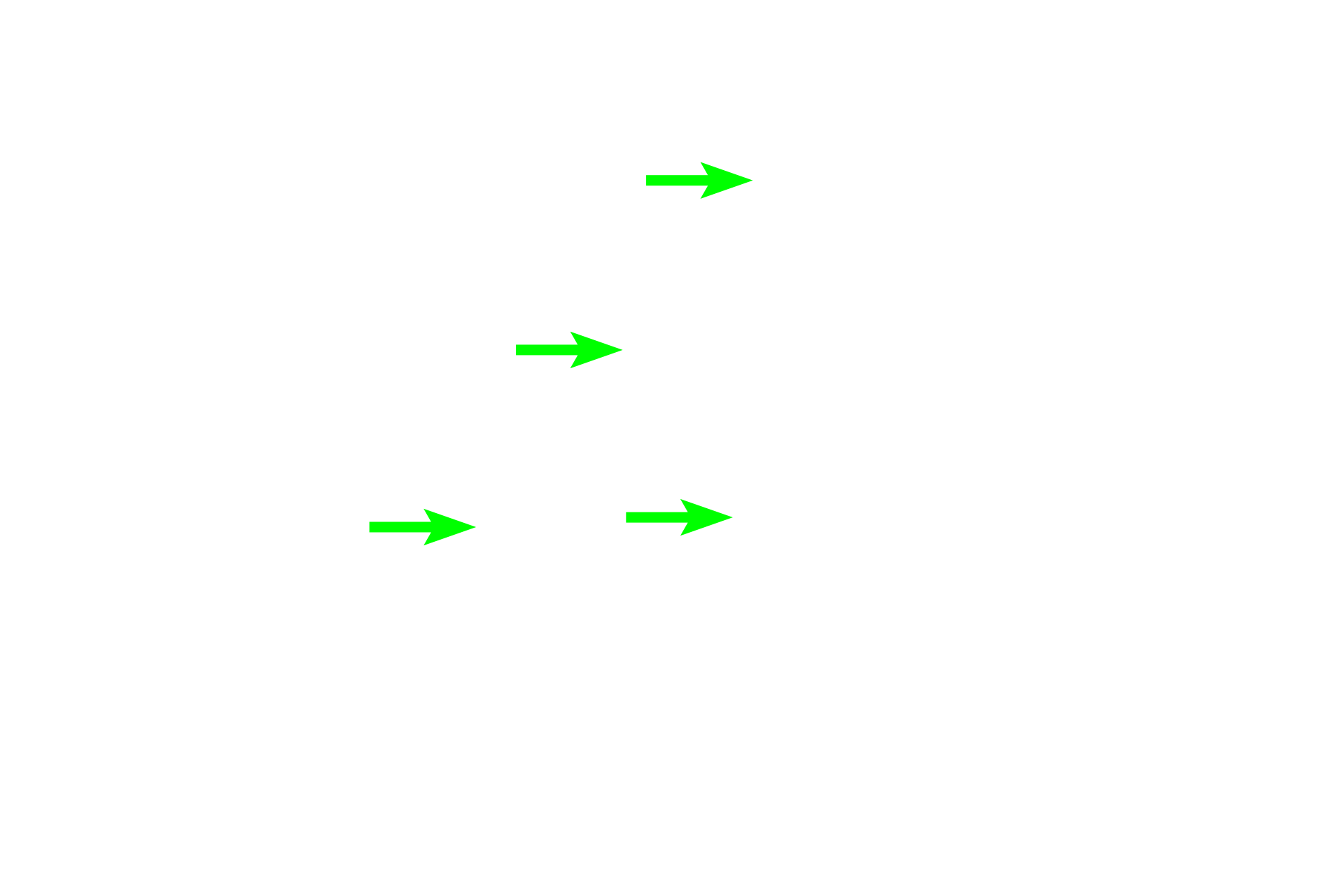  - Flagella <p>Spermatogenesis has four phases: spermatocytogenesis (mitotic division of spermatogonia to primary spermatocytes); meiosis (a two-step division of primary spermatocytes to secondary spermatocytes to spermatids); spermiogenesis (cytodifferentiation of spermatids into mature spermatozoa); and spermiation (the release of sperm from Sertoli cells). 600X</p>

