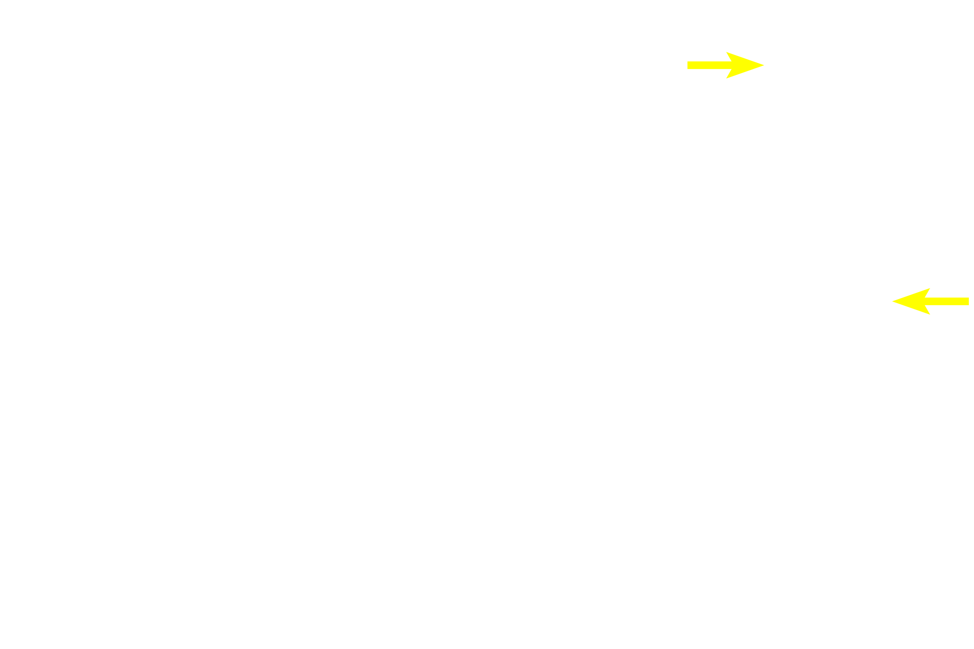 Spermatogonia <p>Primary spermatocytes, the largest cells in the spermatogenic lineage, form from mitotic division of spermatogonia in the basal compartment. Primaries migrate through the blood-testis barrier and enter a prolonged period of prophase of meiosis I. Primary spermatocytes complete meiosis I, the reductional phase, to produce haploid secondary spermatocytes. 1000x</p>
