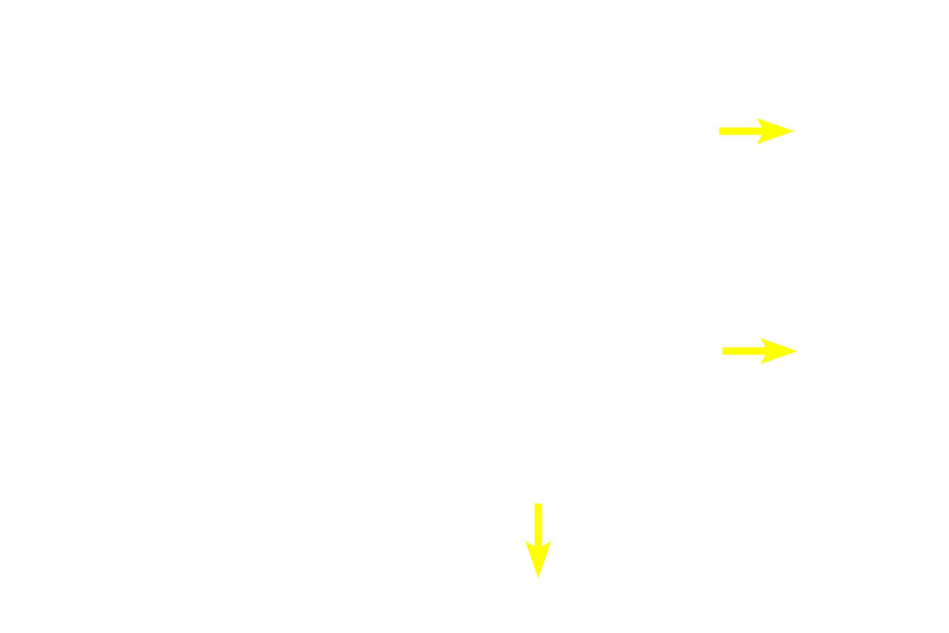 Tunica propria <p>Primary spermatocytes, the largest cells in the spermatogenic lineage, form from mitotic division of spermatogonia in the basal compartment. Primaries migrate through the blood-testis barrier and enter a prolonged period of prophase of meiosis I. Primary spermatocytes complete meiosis I, the reductional phase, to produce haploid secondary spermatocytes. 1000x</p>
