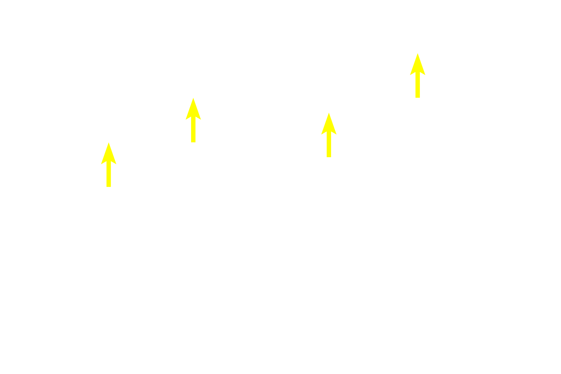 Residual bodies <p>This region of the seminiferous epithelium contains numerous spermatogonia. These cells are identified as spermatogonia based on their location next to the basement membrane. The primary spermatocytes resulting from the mitotic divisions of spermatogonia migrate into the adluminal compartment where they rapidly enter prophase of meiosis I. 1000x</p>
