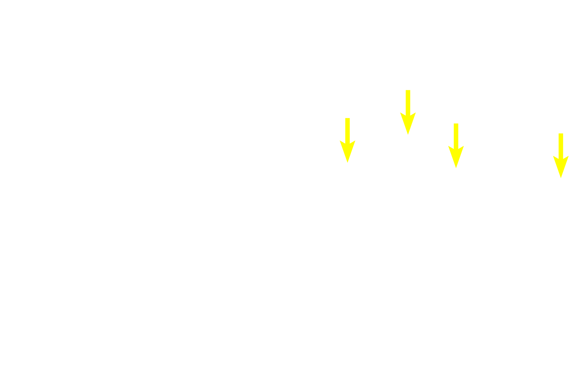 Secondary spermatocytes > <p>Secondary spermatocytes are haploid cells formed when primary spermatocytes complete the first meiotic division. Secondary spermatocyte nuclei are spherical and equal in diameter to spermatogonia nuclei. Secondary spermatocytes complete the second meiotic division very quickly, so these cells are not frequently seen in sections.  The image on the left is at a different developmental stage and lacks secondary spermatocytes.</p>
