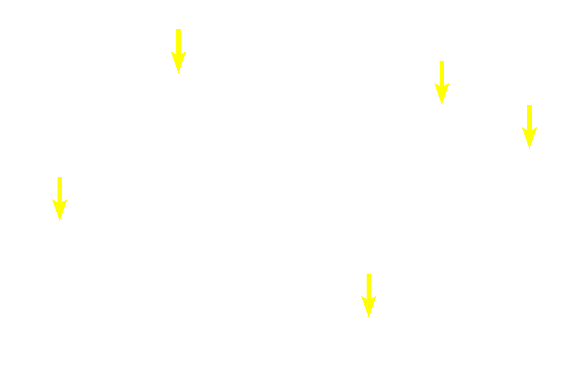 Spermatogonia  <p>Spermatogonia and early primary spermatocytes are located in the basal compartment created by the blood-testis barrier. Older primary spermatocytes, secondary spermatocytes and spermatids, all located in the adluminal compartment, are provided with a specialized environment of high testosterone levels and protection from an autoimmune attack. 600x</p>
