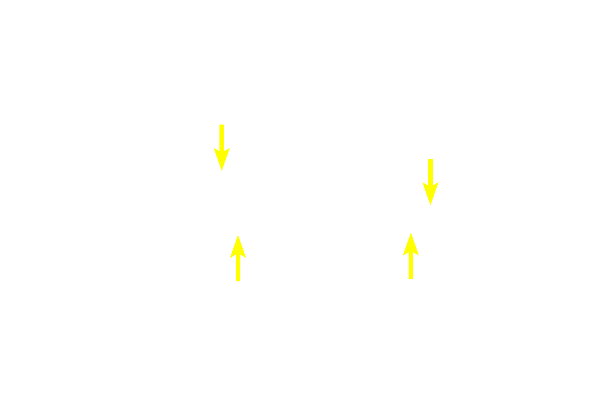 Spermatids (late) <p>Spermatogonia and early primary spermatocytes are located in the basal compartment created by the blood-testis barrier. Older primary spermatocytes, secondary spermatocytes and spermatids, all located in the adluminal compartment, are provided with a specialized environment of high testosterone levels and protection from an autoimmune attack. 600x</p>
