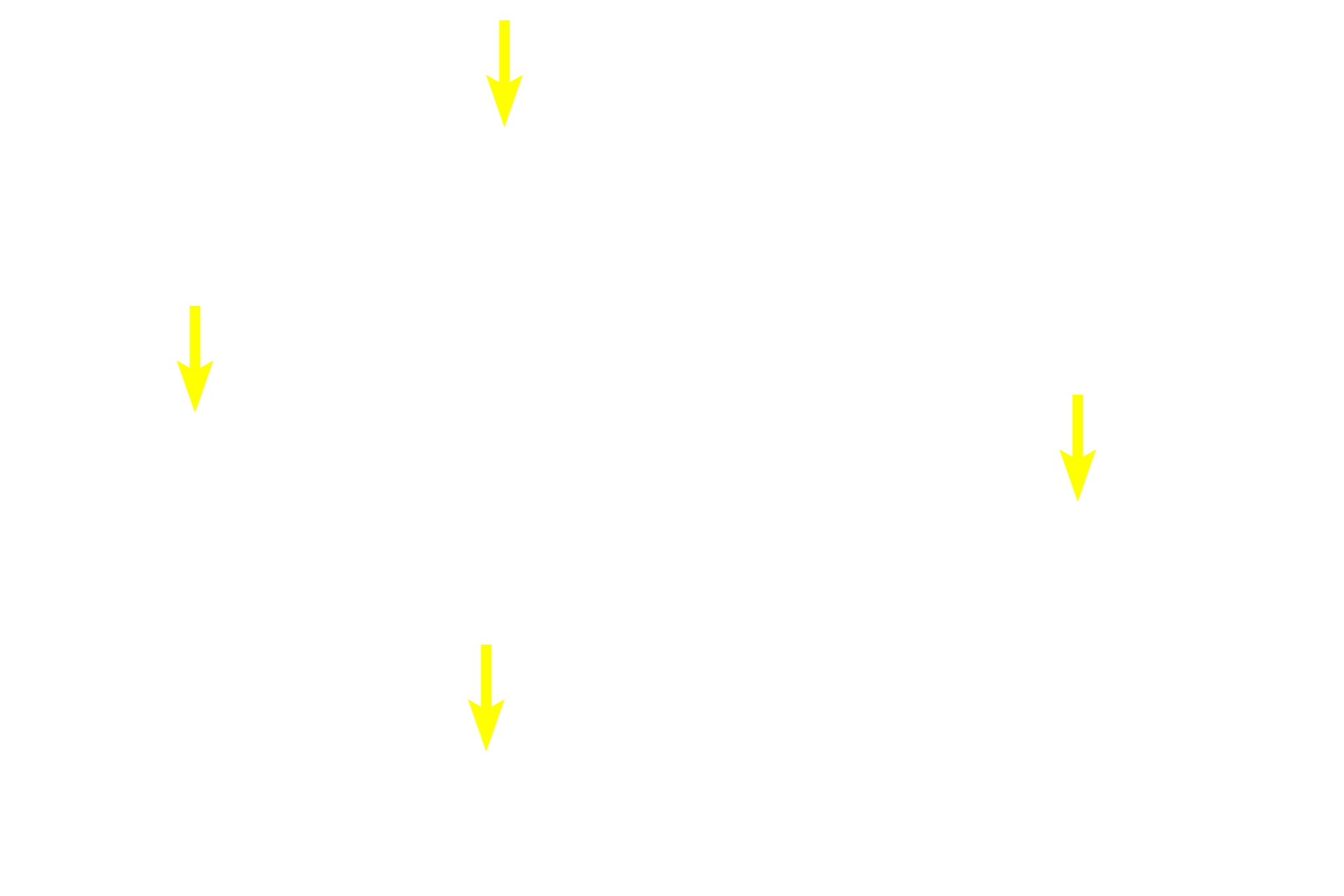 Spermatogonia <p>Spermatogonia and early primary spermatocytes are located in the basal compartment created by the blood-testis barrier. Older primary spermatocytes, secondary spermatocytes and spermatids, all located in the adluminal compartment, are provided with a specialized environment of high testosterone levels and protection from an autoimmune attack. 600x</p>
