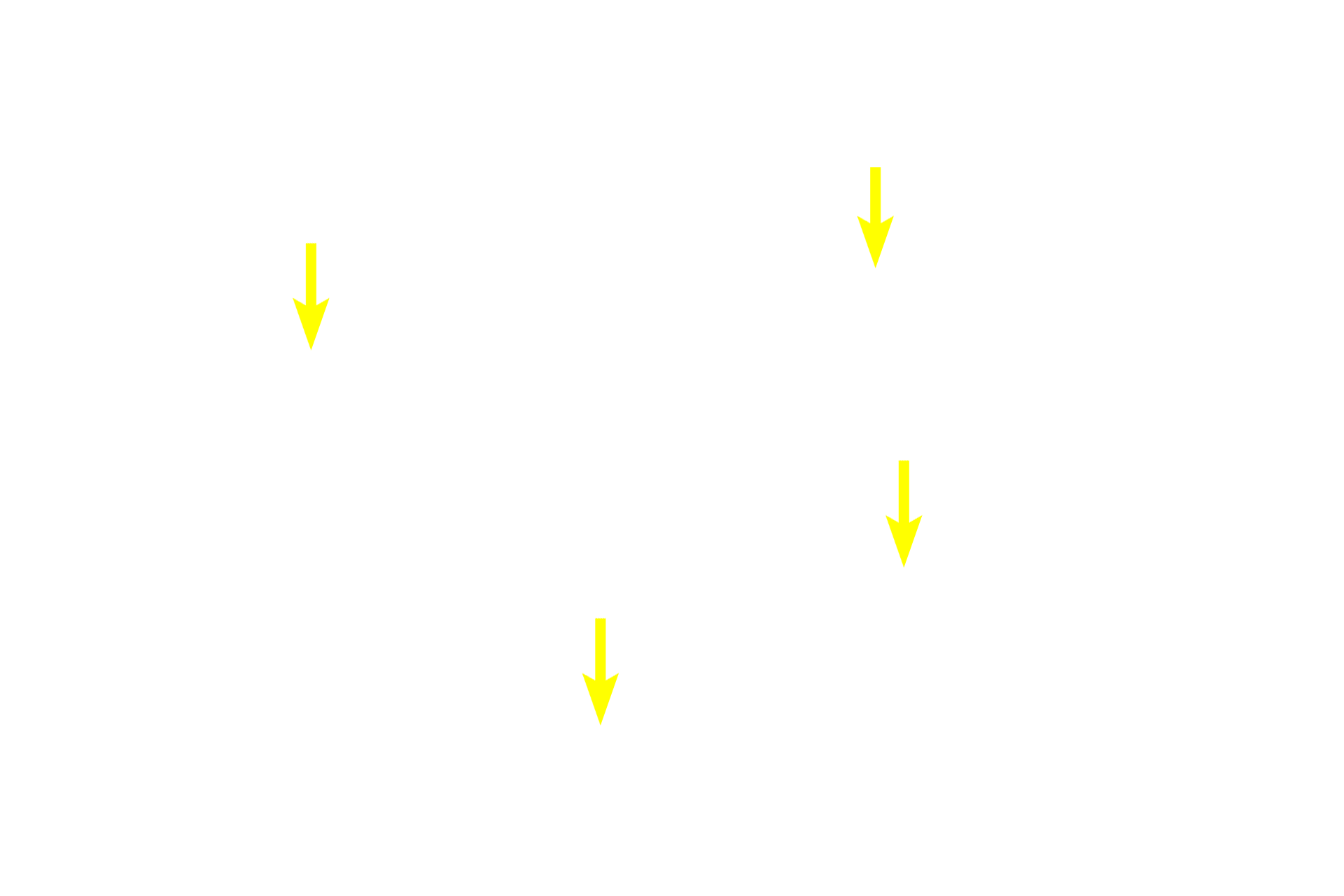 Spermatids (early) <p>Spermatogonia and early primary spermatocytes are located in the basal compartment created by the blood-testis barrier. Older primary spermatocytes, secondary spermatocytes and spermatids, all located in the adluminal compartment, are provided with a specialized environment of high testosterone levels and protection from an autoimmune attack. 600x</p>
