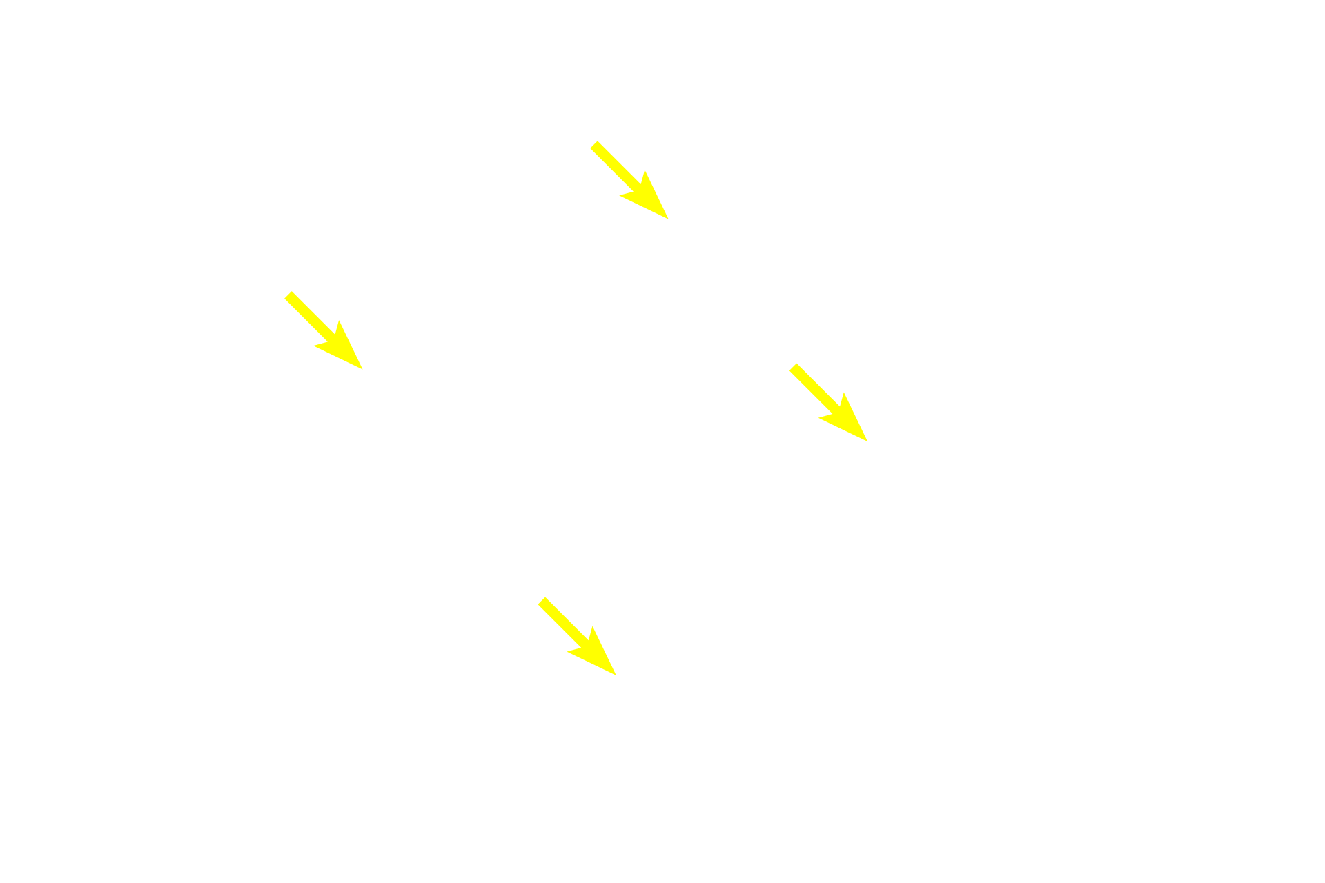 Spermatids (late)   <p>Spermatogonia and early primary spermatocytes are located in the basal compartment created by the blood-testis barrier. Older primary spermatocytes, secondary spermatocytes and spermatids, all located in the adluminal compartment, are provided with a specialized environment of high testosterone levels and protection from an autoimmune attack. 600x</p>
