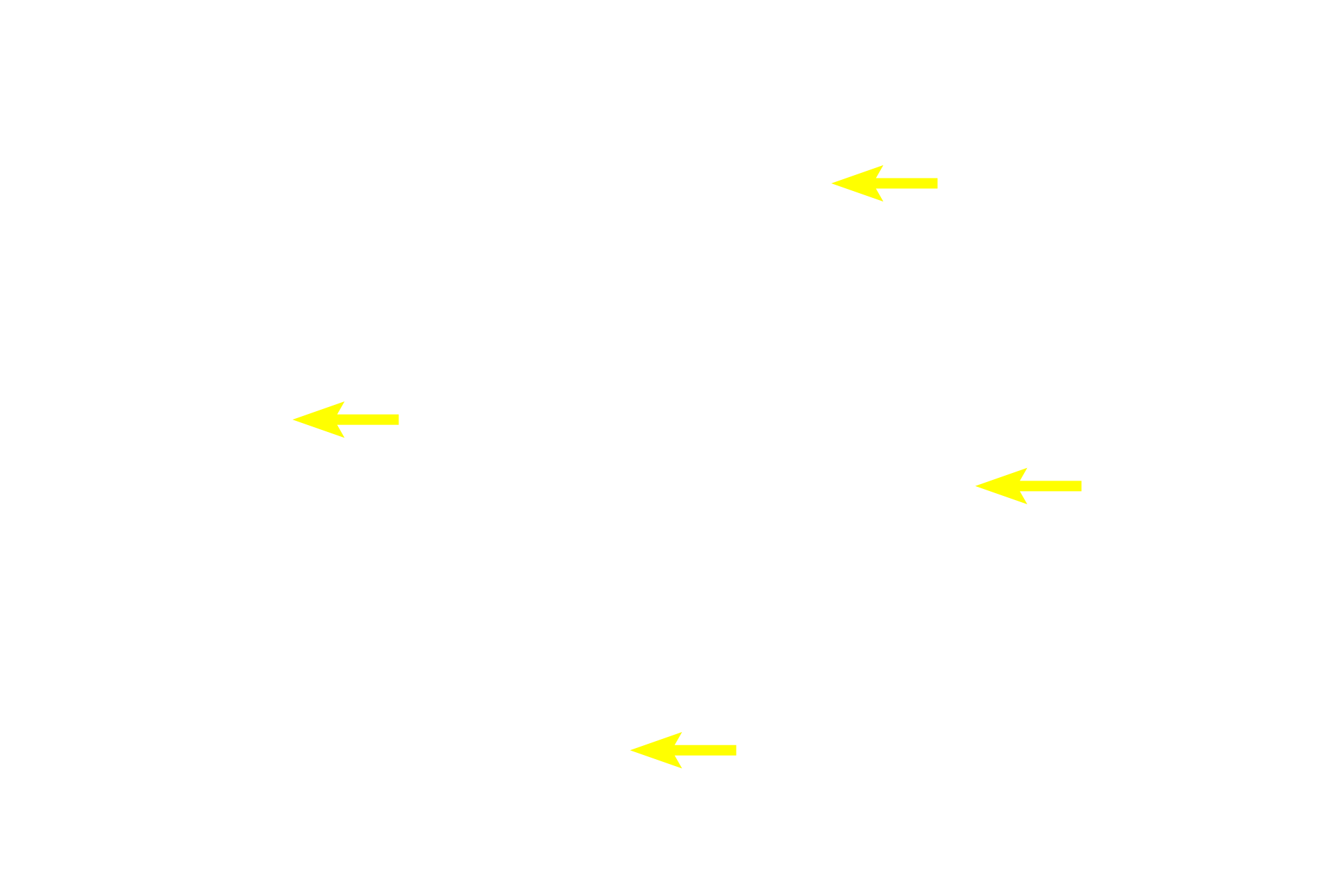 Sertoli cells <p>Spermatogonia and early primary spermatocytes are located in the basal compartment created by the blood-testis barrier. Older primary spermatocytes, secondary spermatocytes and spermatids, all located in the adluminal compartment, are provided with a specialized environment of high testosterone levels and protection from an autoimmune attack. 600x</p>
