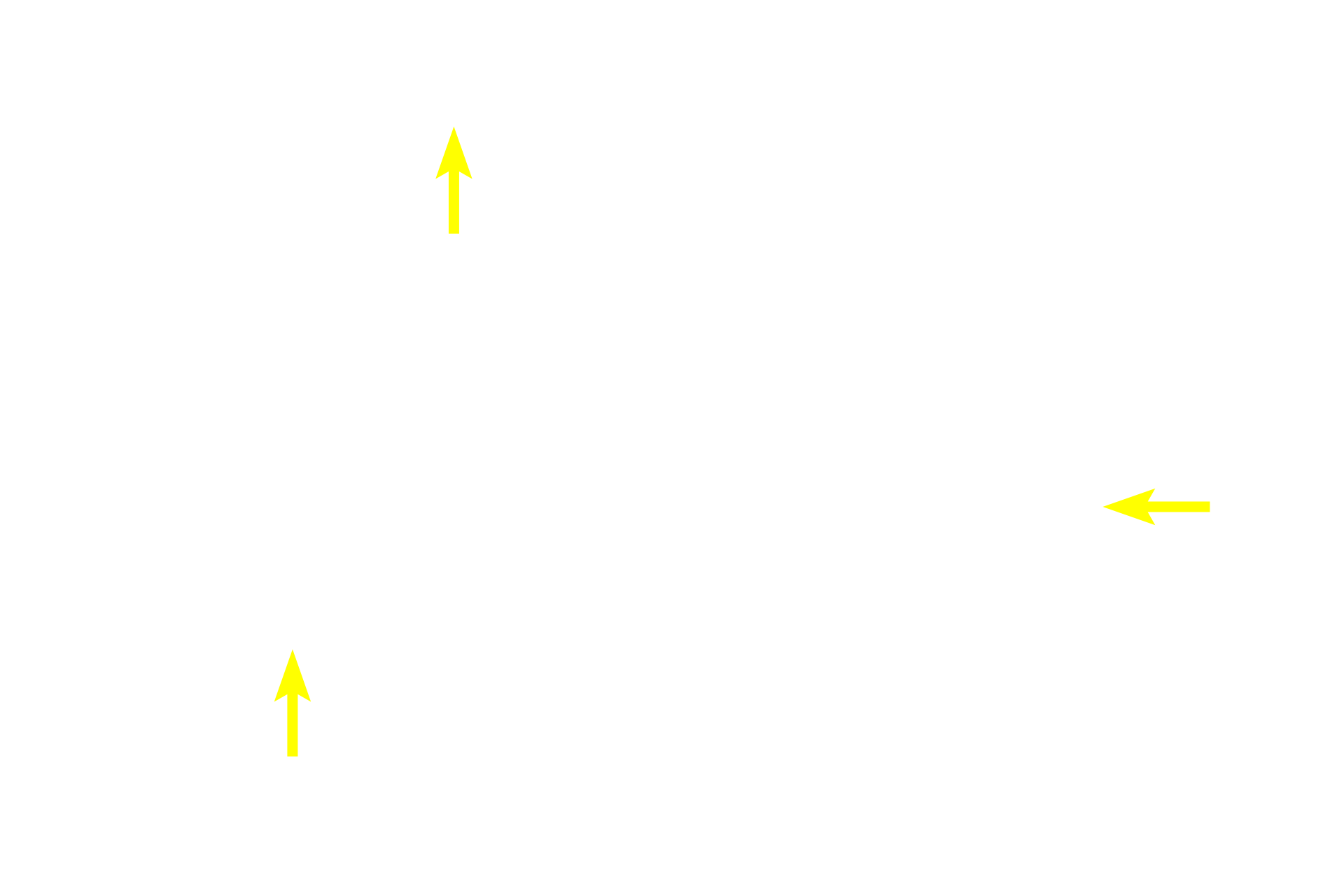 Tunica propria <p>Spermatogonia and early primary spermatocytes are located in the basal compartment created by the blood-testis barrier. Older primary spermatocytes, secondary spermatocytes and spermatids, all located in the adluminal compartment, are provided with a specialized environment of high testosterone levels and protection from an autoimmune attack. 600x</p>
