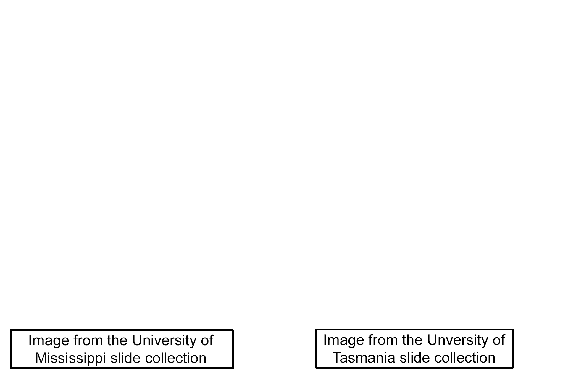 Image sources > <p>Images taken of slides in the University of Mississippi and the University of Tasmania slide collections. </p>
