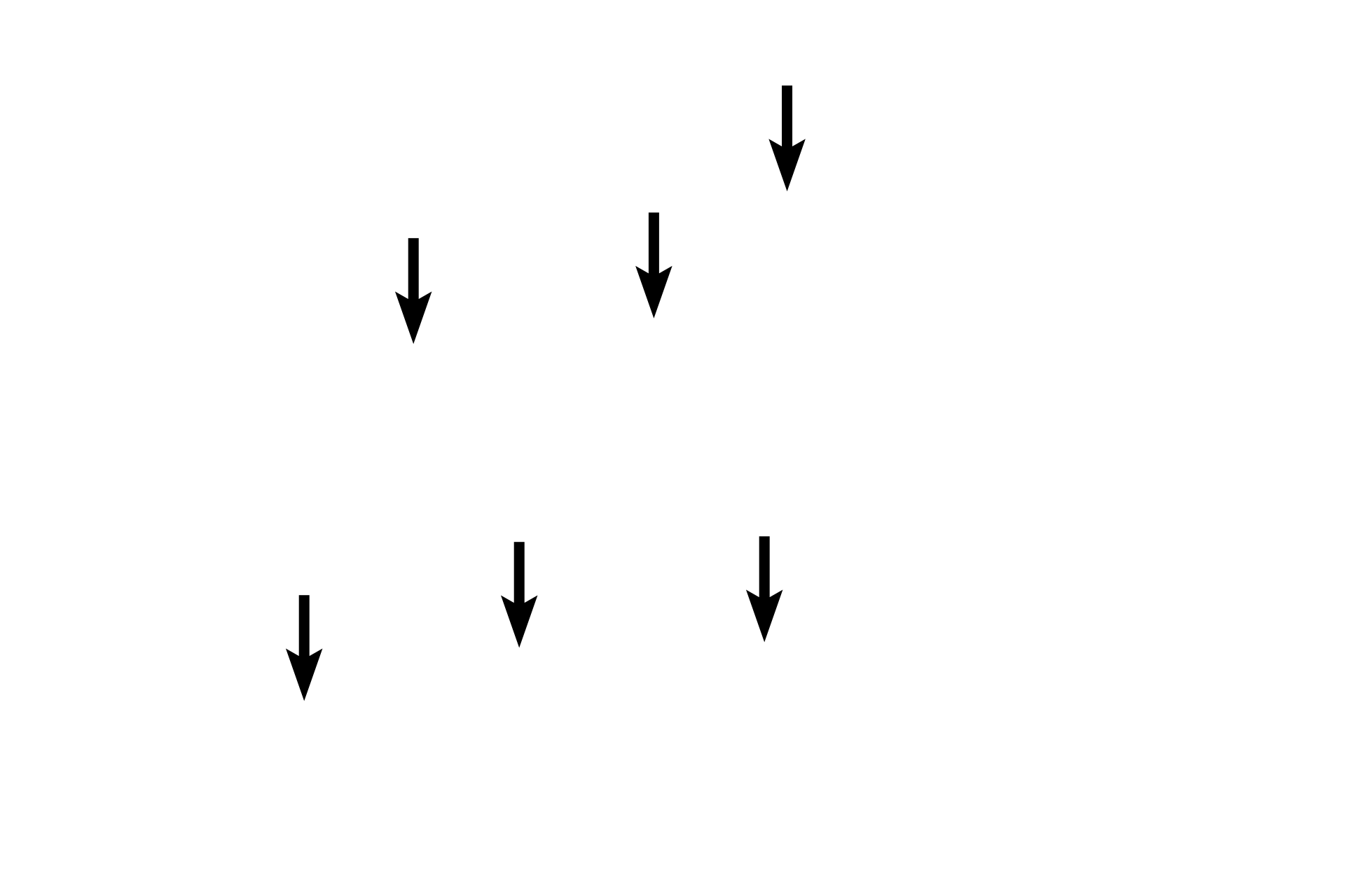 Efferent ducts <p>From the mediastinum, the rete testis courses through the tunica albuginea to enter the head of the epididymis, where it is continuous with the efferent ducts.  Efferent ducts are coiled to form the coni vasculosi, a major portion of the head of the epididymis.  Efferent ducts anastomose to form the duct of the epididymis (not shown in this image).  10x</p>
