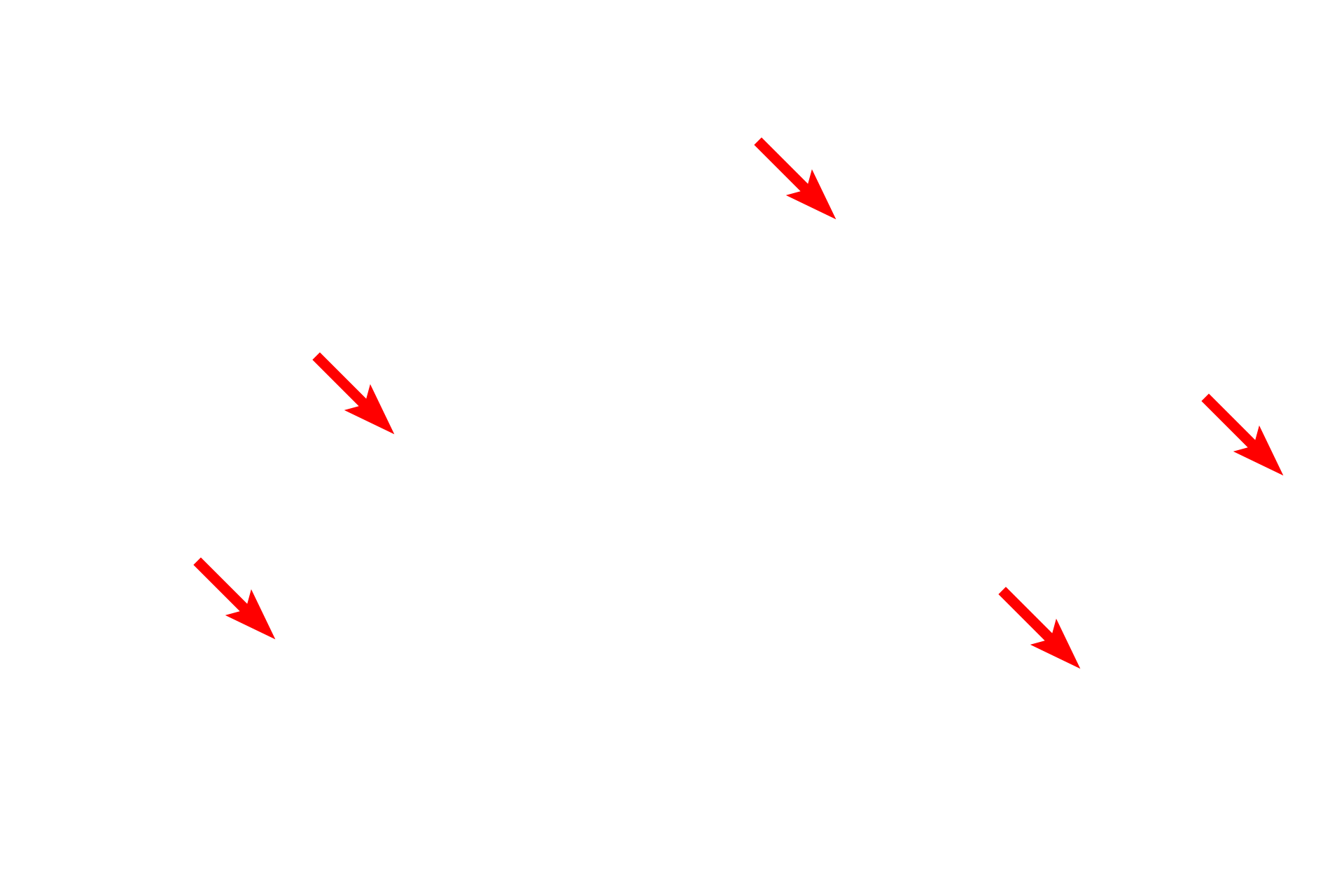  - Efferent ducts <p>A section through the head of the epididymis illustrates efferent ducts, coiled into coni vasculosi, lying adjacent to the duct of the epididymis. The efferent ducts can be identified by the scallopy profile of their lumens. The lumen of the duct of the epididymis, however, has a very smooth outline. 40x</p>
