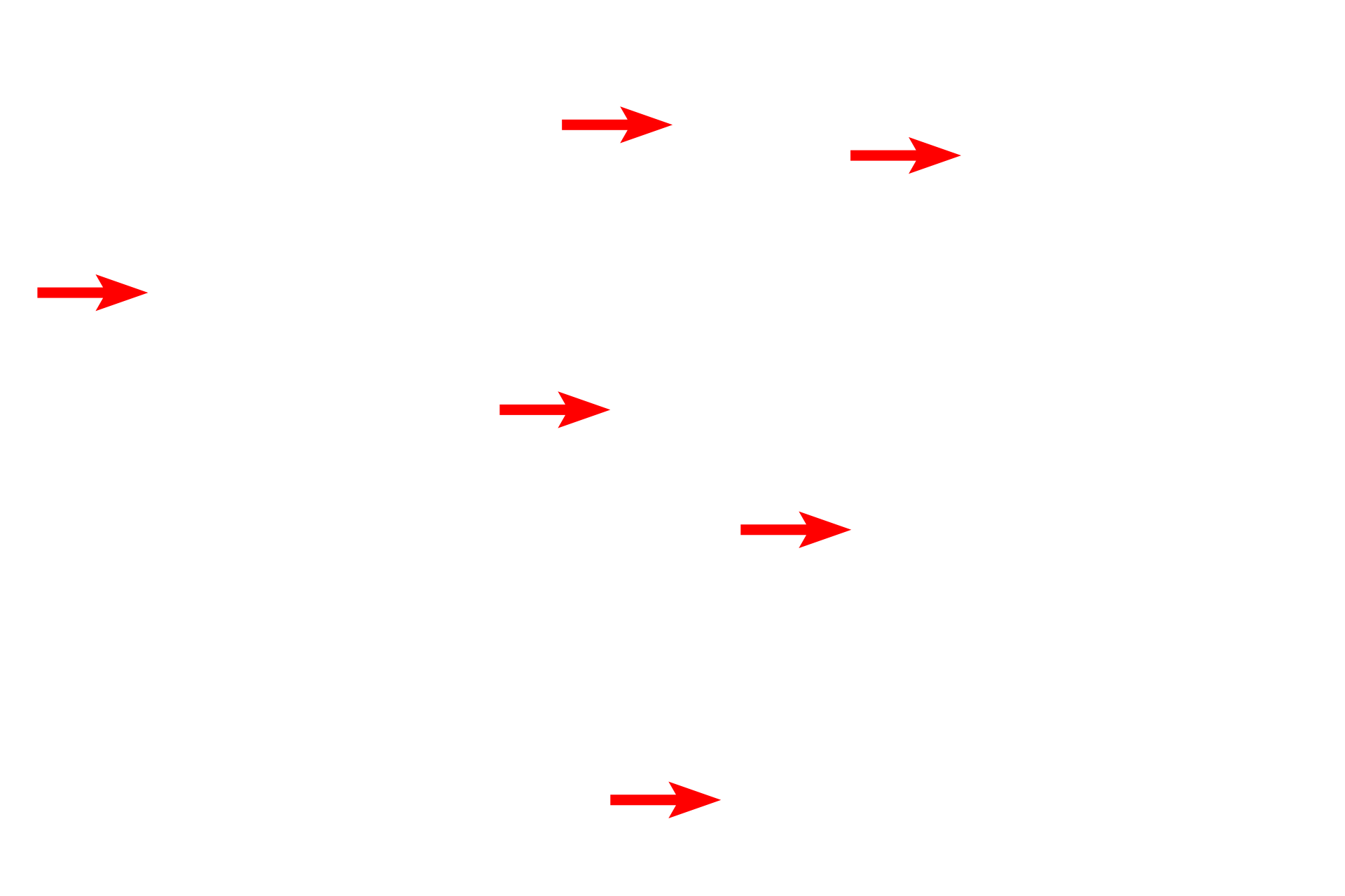 Duct of epididymis <p>A section through the head of the epididymis illustrates efferent ducts, coiled into coni vasculosi, lying adjacent to the duct of the epididymis. The efferent ducts can be identified by the scallopy profile of their lumens. The lumen of the duct of the epididymis, however, has a very smooth outline. 40x</p>
