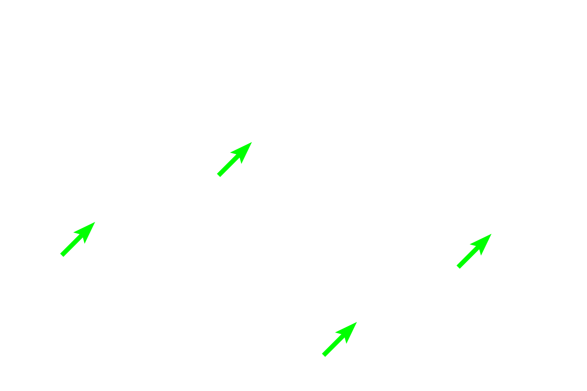 Rete testis <p>The rete testis is a network of anastomosing channels receiving sperm from the straight portions of the seminiferous tubules. The rete is lined by a simple cuboidal epithelium, each cell possessing microvilli and a single cilium.  Rete channels connect with efferent ducts that pass out of the test and connect with the duct of the epididymis in the head of the epididymis.  800x</p>
