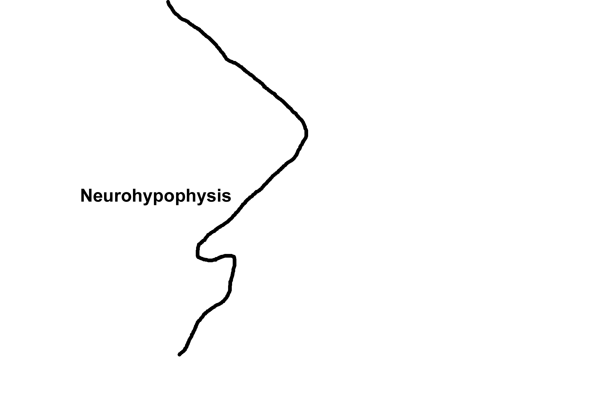 Neurohypophysis > <p>The neurohypophysis is derived from nervous tissue as a downgrowth from the hypothalamus of the brain and consists of the pars nervosa, the infundibulum and its continuation, the median eminence (not visible).</p>
