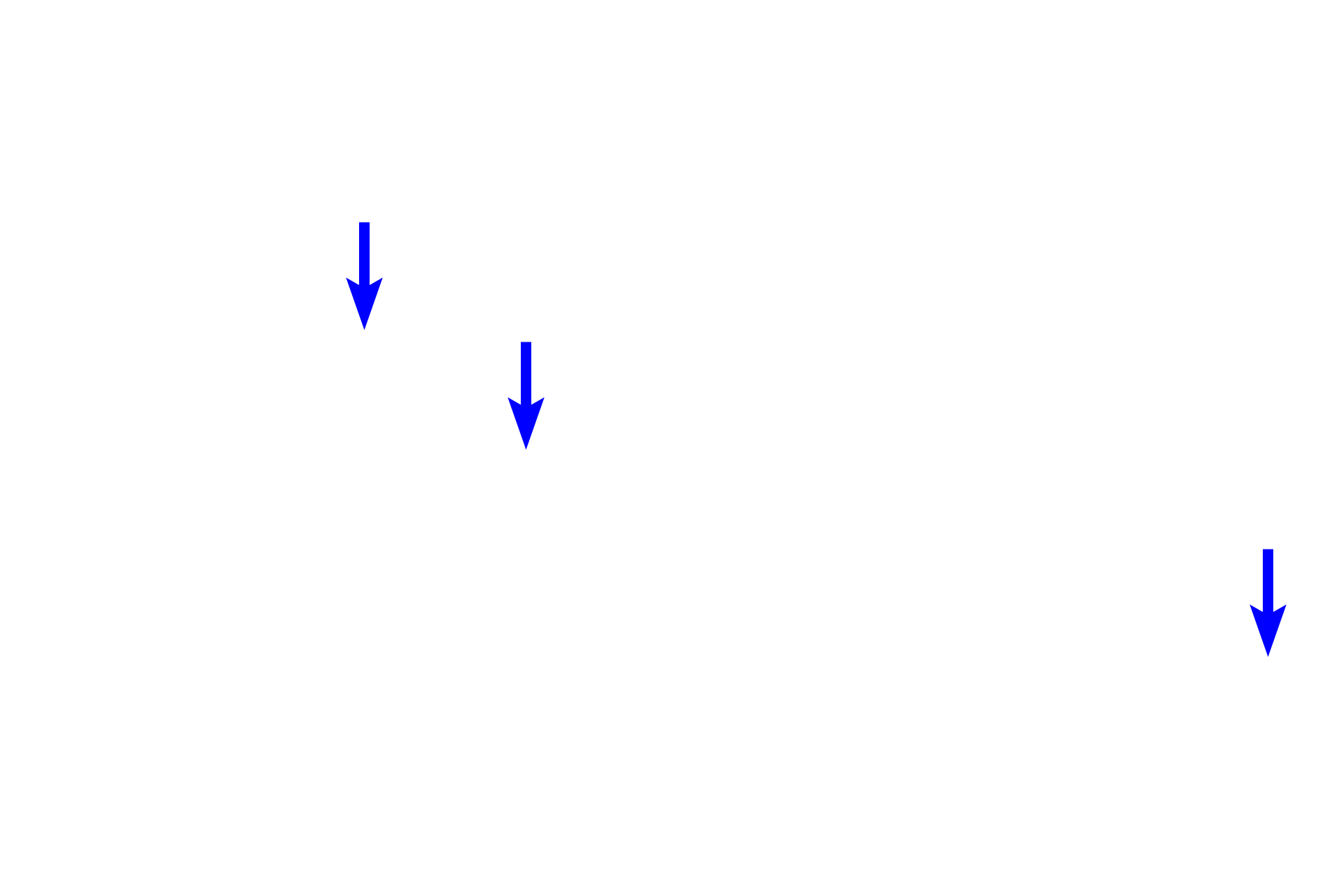 - Lymphatic vessels <p>The submucosa consists of dense, irregular connective tissue containing larger blood vessels, nerves and lymphatics. In addition, the submucosa also contains the submucosal (Meissner’s) plexus which innervates the smooth muscle of the muscularis mucosae and regulates glandular secretions.  200x</p>
