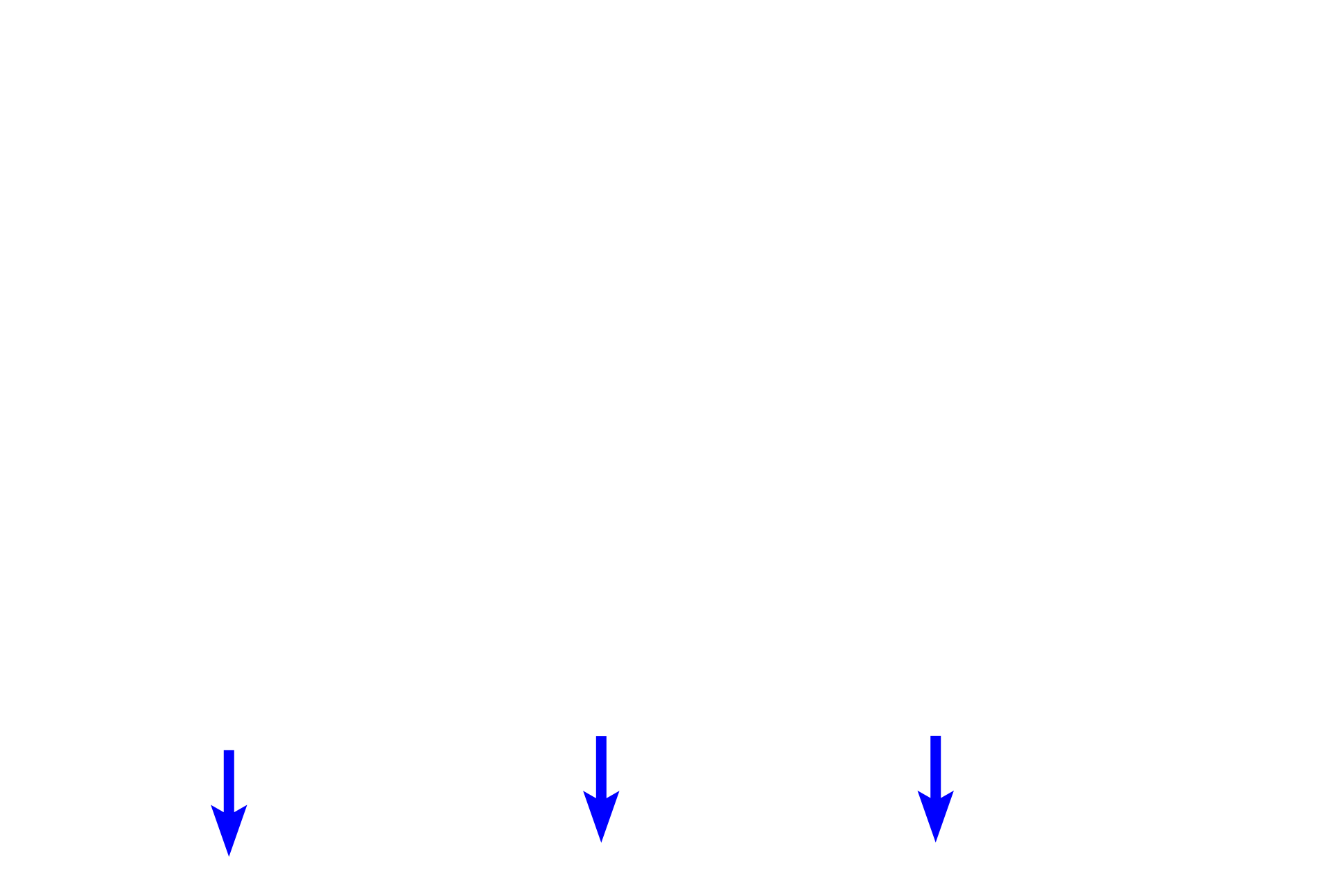 Muscularis externa <p>The submucosa consists of dense, irregular connective tissue containing larger blood vessels, nerves and lymphatics. In addition, the submucosa also contains the submucosal (Meissner’s) plexus which innervates the smooth muscle of the muscularis mucosae and regulates glandular secretions.  200x</p>
