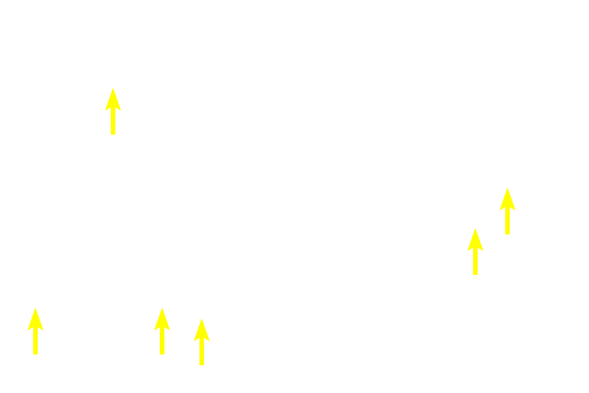  - Neurons <p>The submucosal plexus is the smaller component of the enteric nervous system and its ganglia are located near the mucosa as well as adjacent to the inner layer of the muscularis externa. </p>
