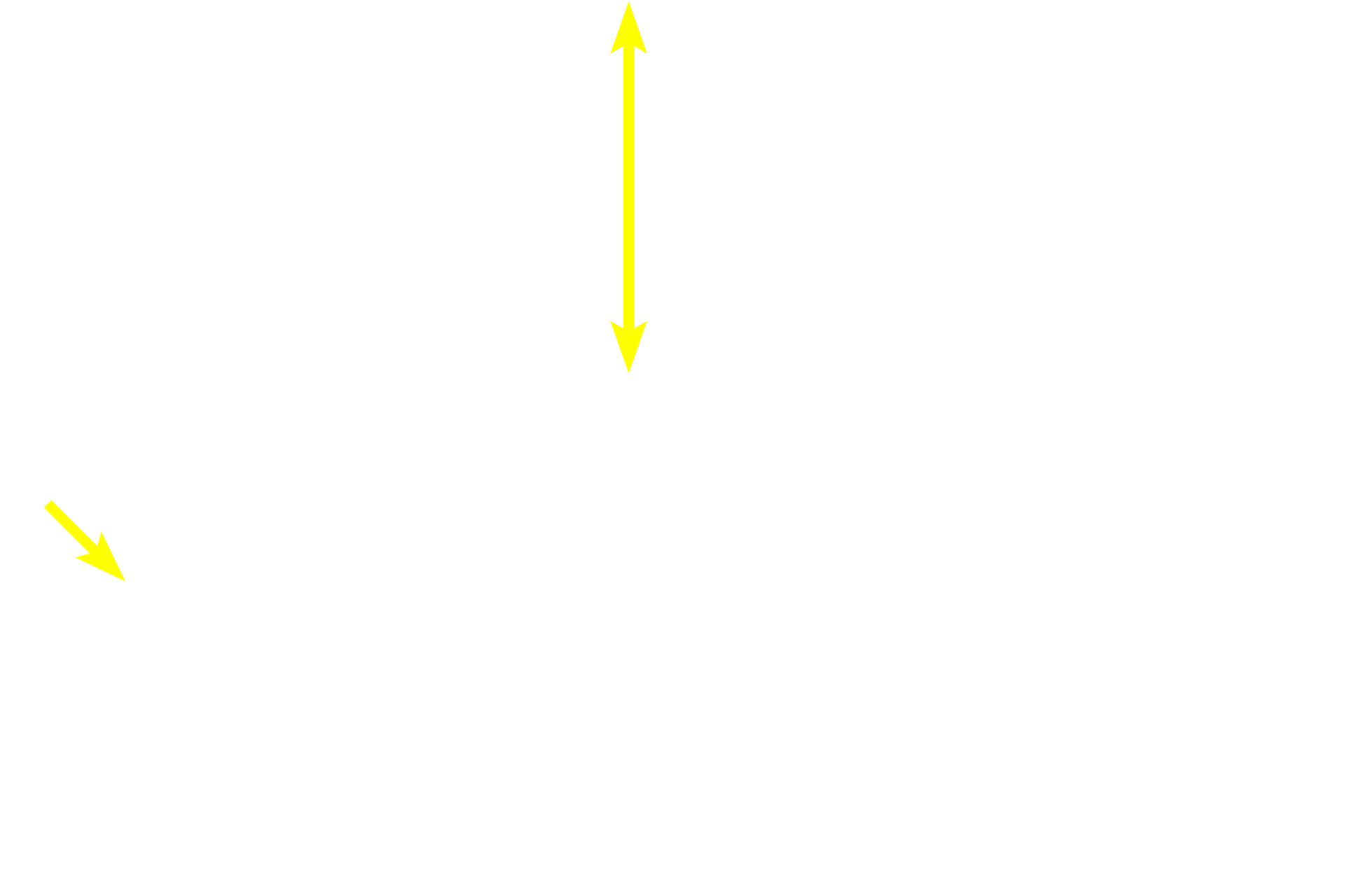  - Inner circular layer <p>The myenteric plexus is the second and larger component of the autonomic innervation of the digestive tract.  Like the submucosal plexus, it consists of neurons in ganglia that are interconnected by a network of unmyelinated axons.  This plexus innervates both layers of the muscularis externa from the esophagus to the rectum and is principally responsible for peristaltic movements and segmentation (mixing). 10x, 600x</p>
