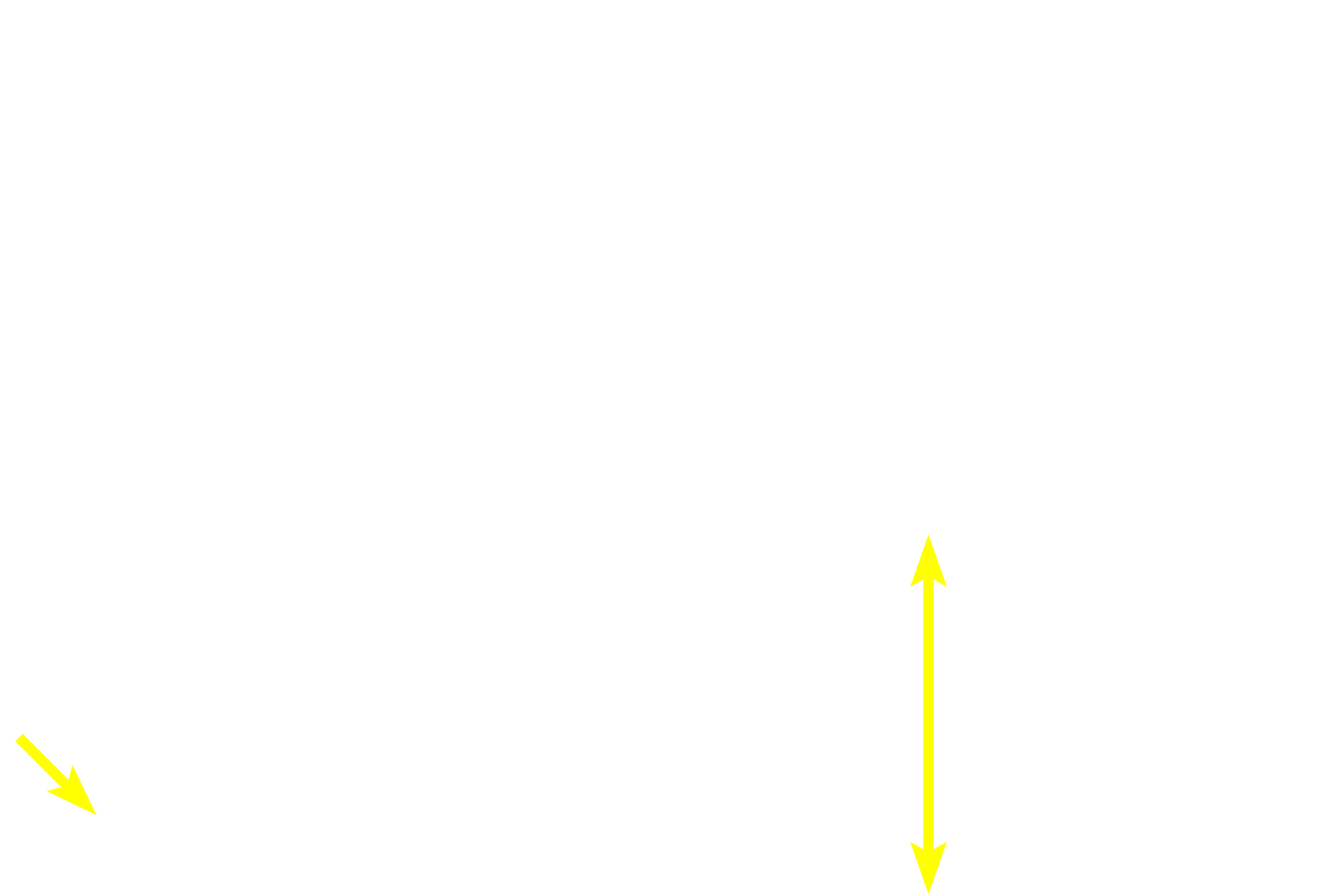  - Outer longitudinal layer <p>The myenteric plexus is the second and larger component of the autonomic innervation of the digestive tract.  Like the submucosal plexus, it consists of neurons in ganglia that are interconnected by a network of unmyelinated axons.  This plexus innervates both layers of the muscularis externa from the esophagus to the rectum and is principally responsible for peristaltic movements and segmentation (mixing). 10x, 600x</p>
