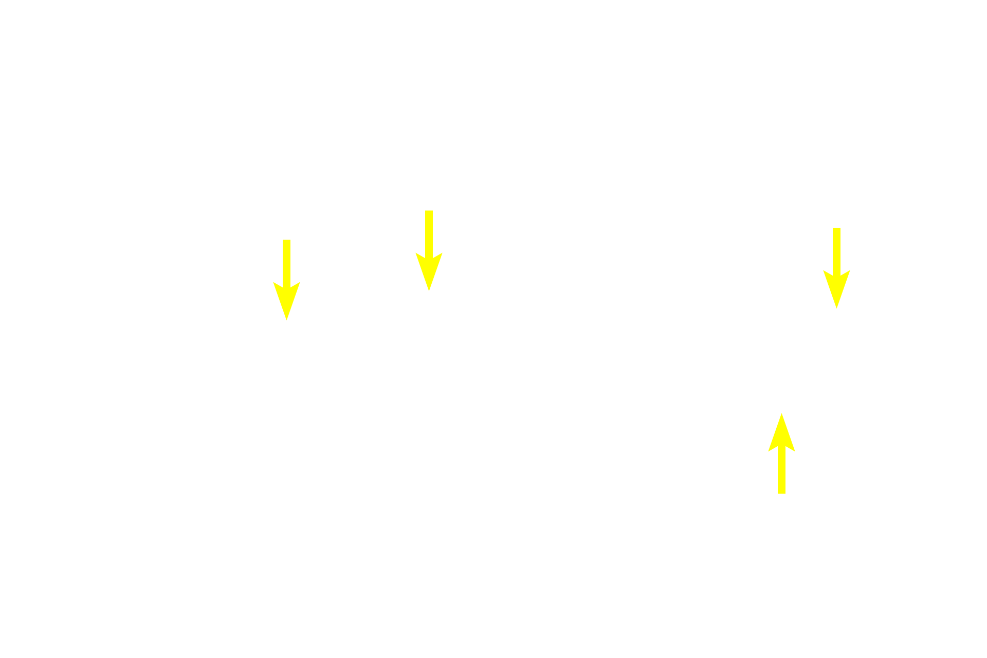  - Neurons <p>The myenteric plexus is the second and larger component of the autonomic innervation of the digestive tract.  Like the submucosal plexus, it consists of neurons in ganglia that are interconnected by a network of unmyelinated axons.  This plexus innervates both layers of the muscularis externa from the esophagus to the rectum and is principally responsible for peristaltic movements and segmentation (mixing). 10x, 600x</p>

