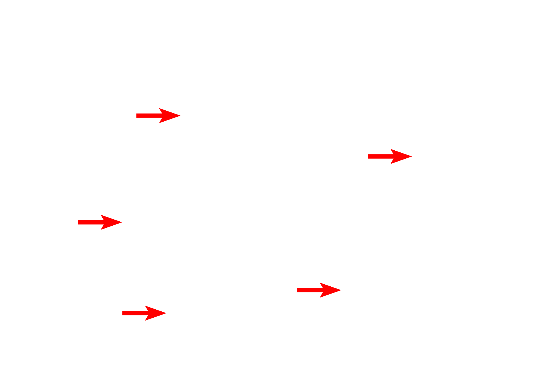  - Lamina propria <p>Epithelial invaginations into the lamina propria of the small intestine form the intestinal glands, also known as the glands or crypts of Lieberkuhn.  The bases of these glands extend down to the muscularis mucosae.  Intestinal glands contain goblet cells, absorptive cells, Paneth cells, enteroendocrine (DNES) cells and stem cells.  400x</p>
