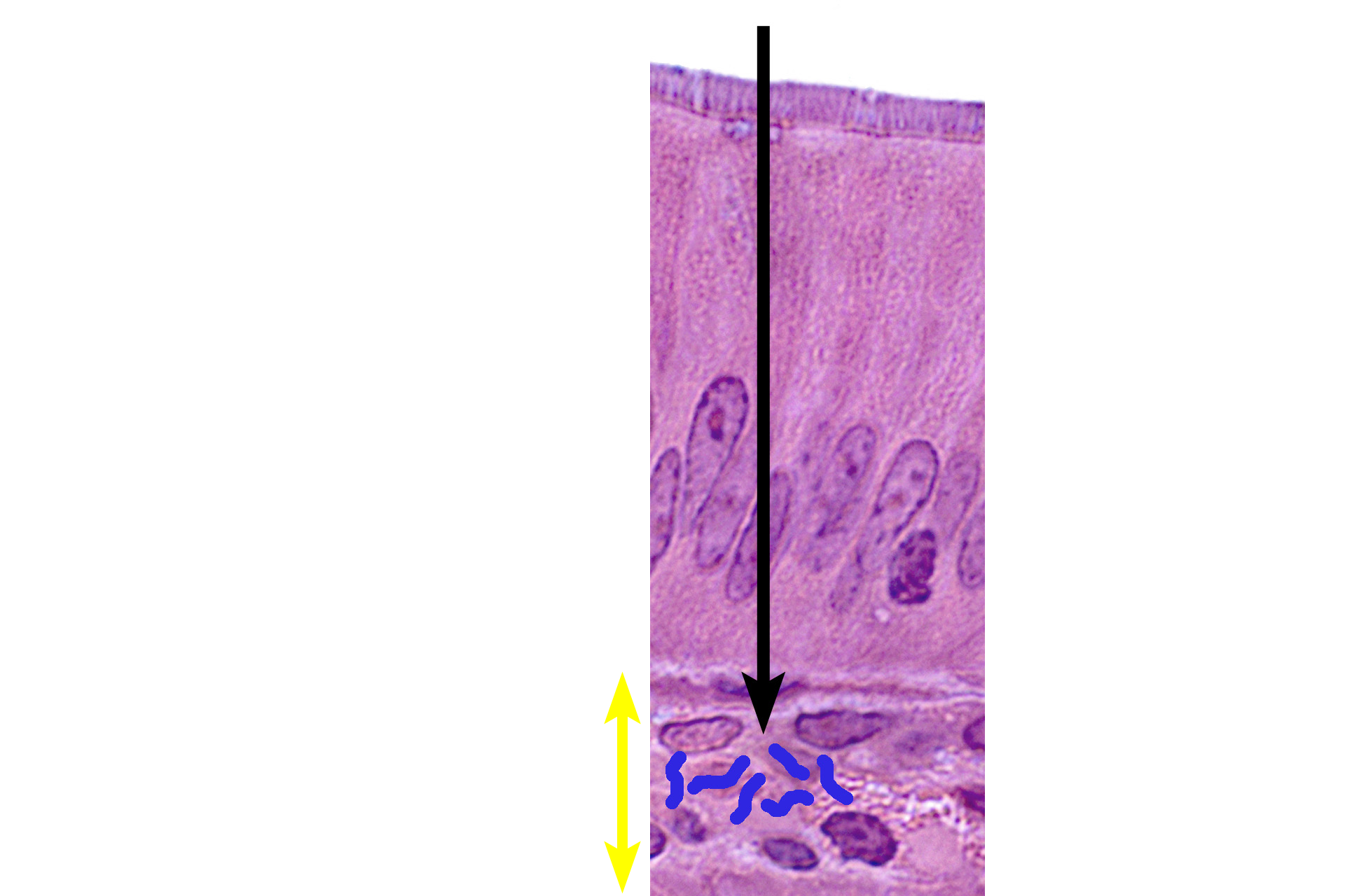 Lamina propria >  <p>The lamina propria contains phagocytic macrophages, natural killer cells and mast cells, all of which are components of MALT (mucosa-associated lymphoid tissue).  Immune cells in the lamina propria may also initiate an adaptive immune response which is slower to develop but highly specific for a particular antigen.  </p>
