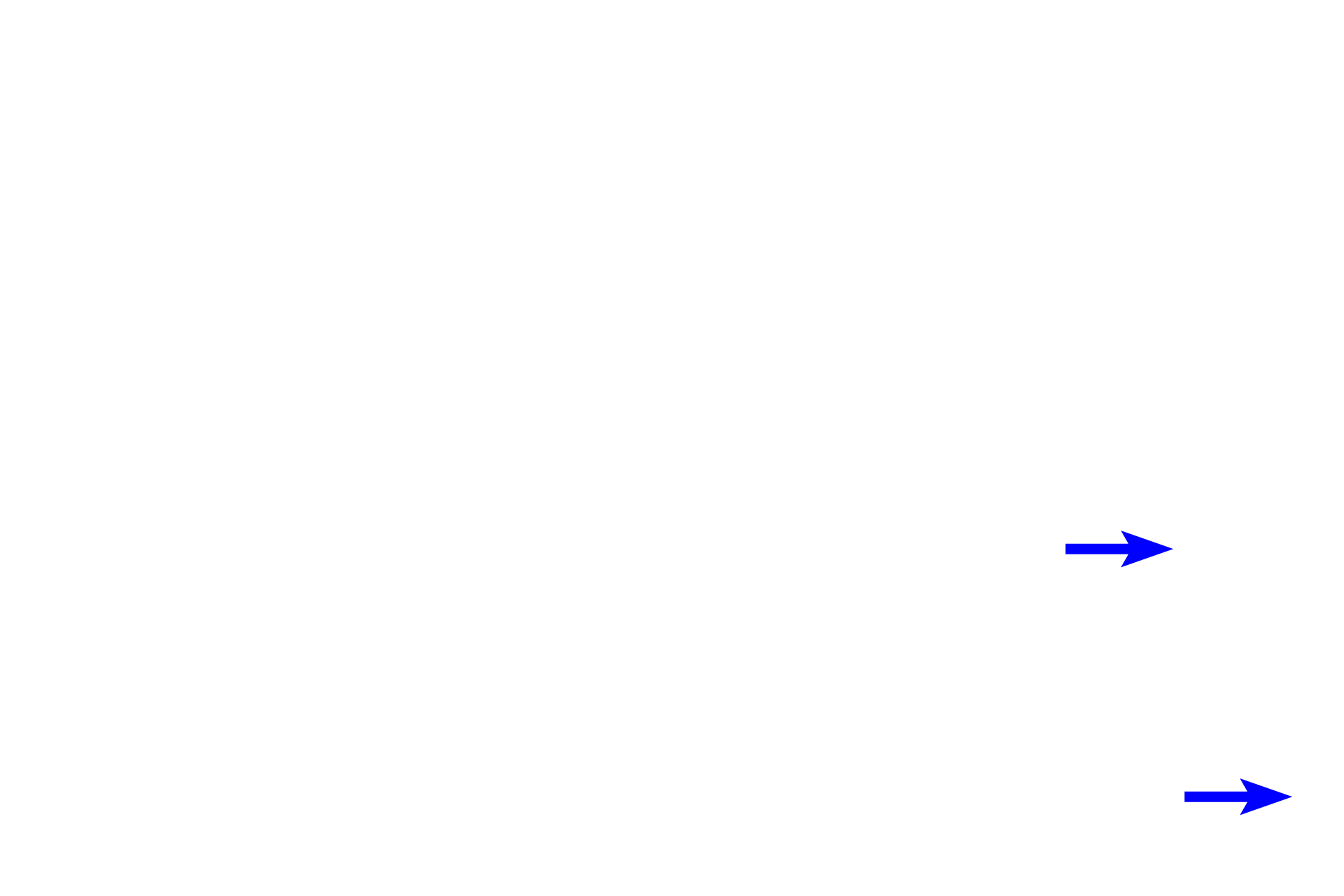 Blood vessels > <p>Ectomesenchymal cells of the dental papillae differentiate into the dental pulp organ which will form the dental pulp containing odontoblast cell bodies, nerves, and numerous blood vessels.</p>
