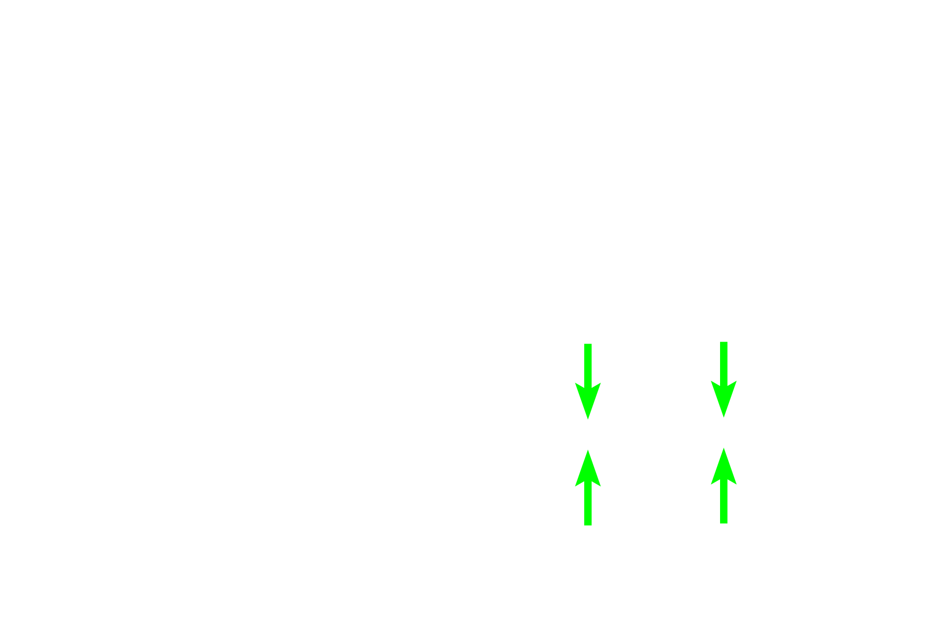 Hertwig’s epithelial root sheath > <p>During the root stage, the cervical loop elongates into a two-cell layered Hertwig’s epithelial root sheath that determines the shape of the tooth root. The sheath develops from the inner and outer enamel epithelia but does not include the stratum intermedium.  The absence of the stratum intermedium prevents the differentiation of the inner epithelium into ameloblasts, and thus they disintegrate.  In this micrograph, the sheath has invaginated at the apex of the tooth root forming the epithelium diaphragm. </p>
