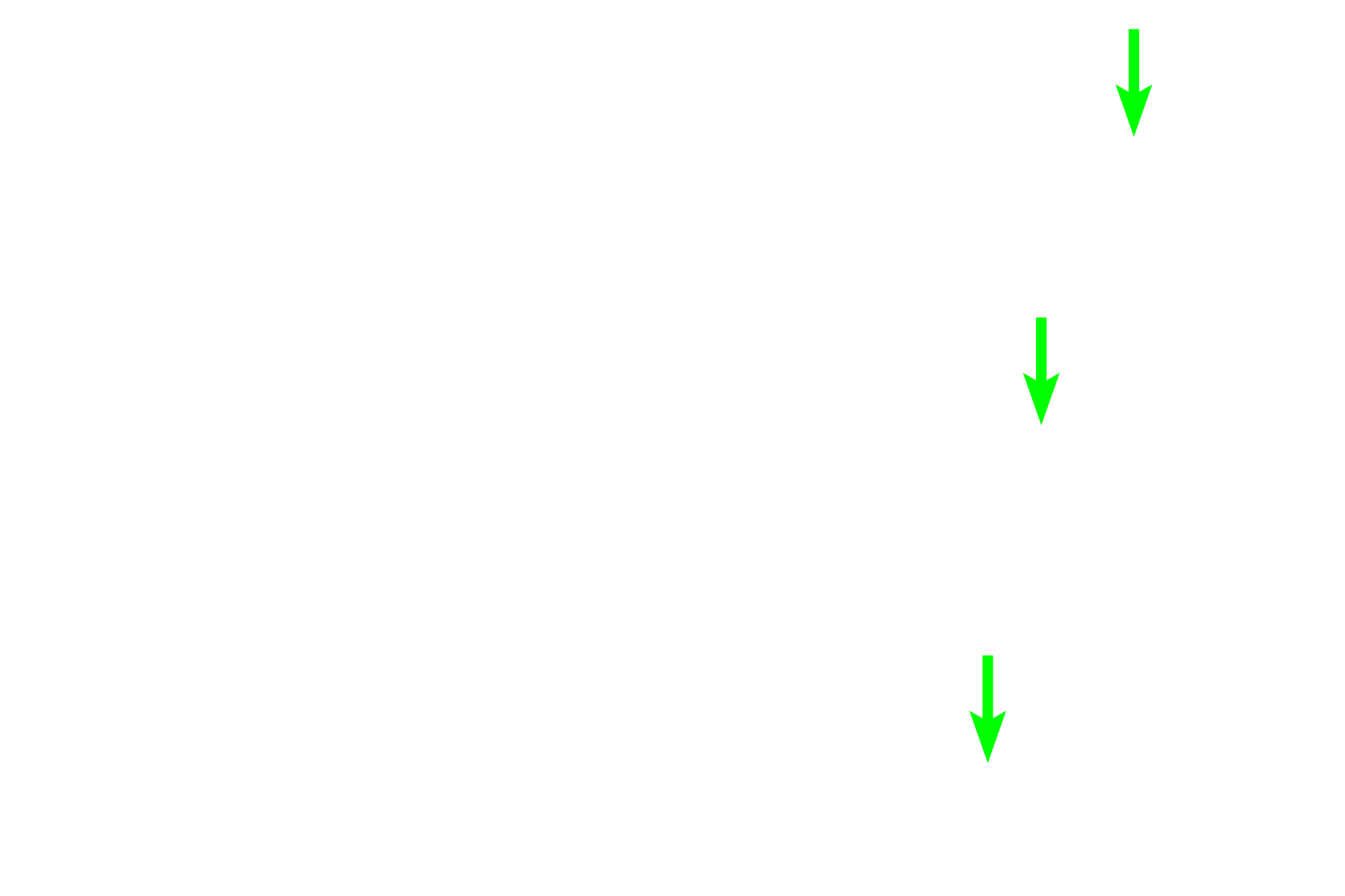  - Predentin <p>Odontoblasts are located around the outer margin of the pulp organ and secrete the organic matrix of dentine, called predentin, from their apical surface.  Predentin is pale staining compared with the mineralized dentine above it and in spanned by processes of odontoblasts called Tomes’ fibers.  Tomes’ fibers extend into the dentinal tubules toward the enamel and cementum.  A layer of predentin is present throughout life. </p>
