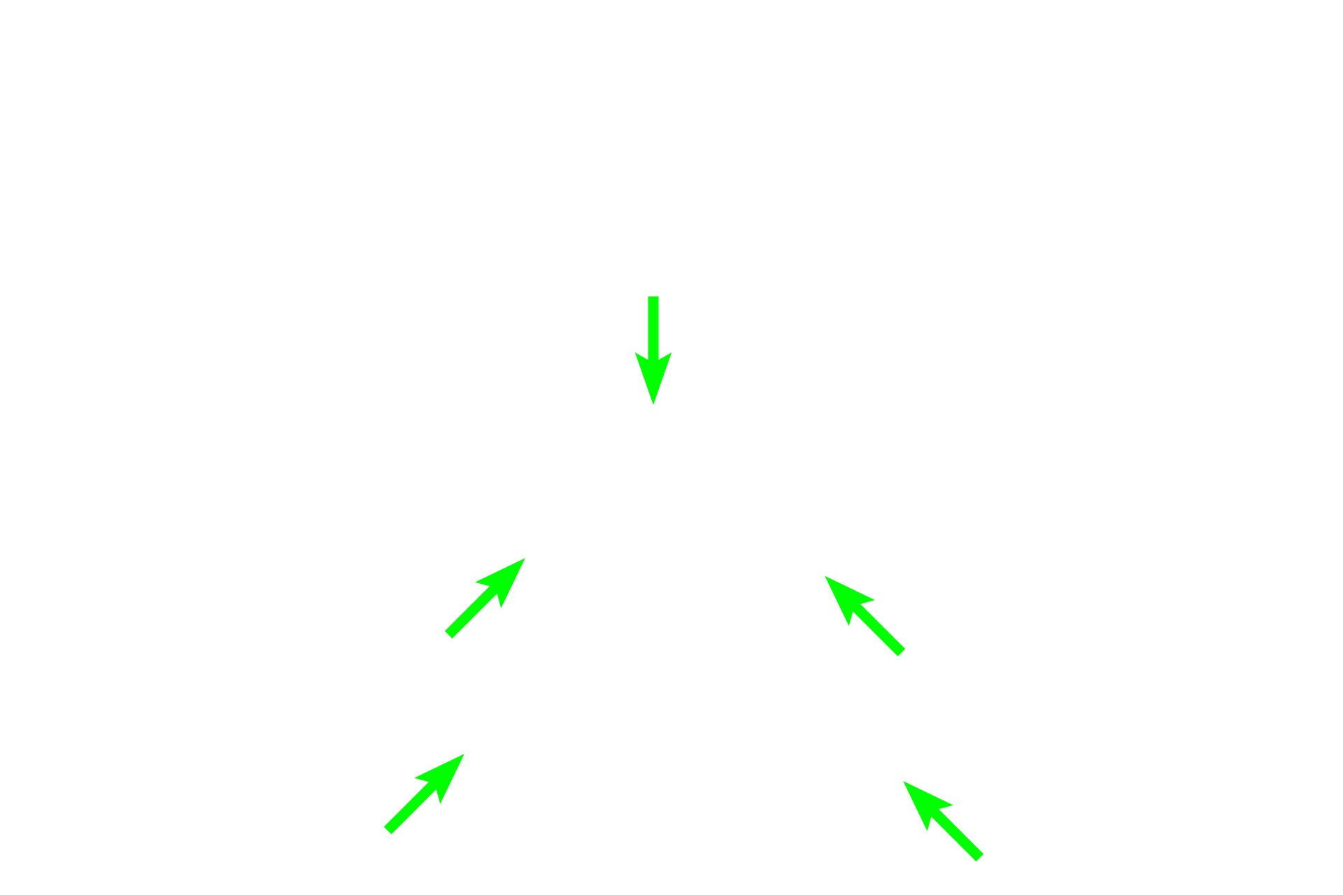  - Basement membrane >  <p>The apparent basement membrane of the inner enamel epithelium initially separates it from the dental papillary cells (pre-odontoblasts).  This membrane is degraded at the late bell stage. </p>
