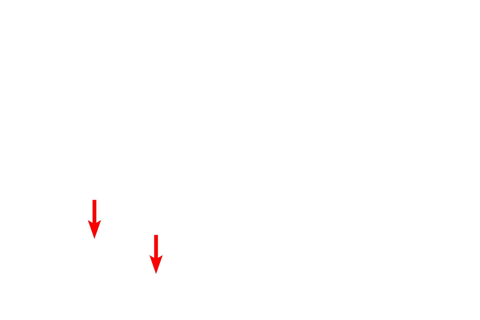  - Ducts of glands <p>A trichrome stain of the mucosa and submucosa of the esophagus emphasizes the different tissues present.  In this region the muscularis mucosae is incomplete, consisting of islands of smooth muscle, rather than a continuous layer.  The longitudinal fold, with a core of submucosa, would flatten during expansion of the esophagus during food transport.  40x</p>
